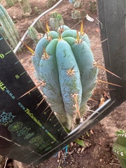 👑💎 Len — 9” Tip