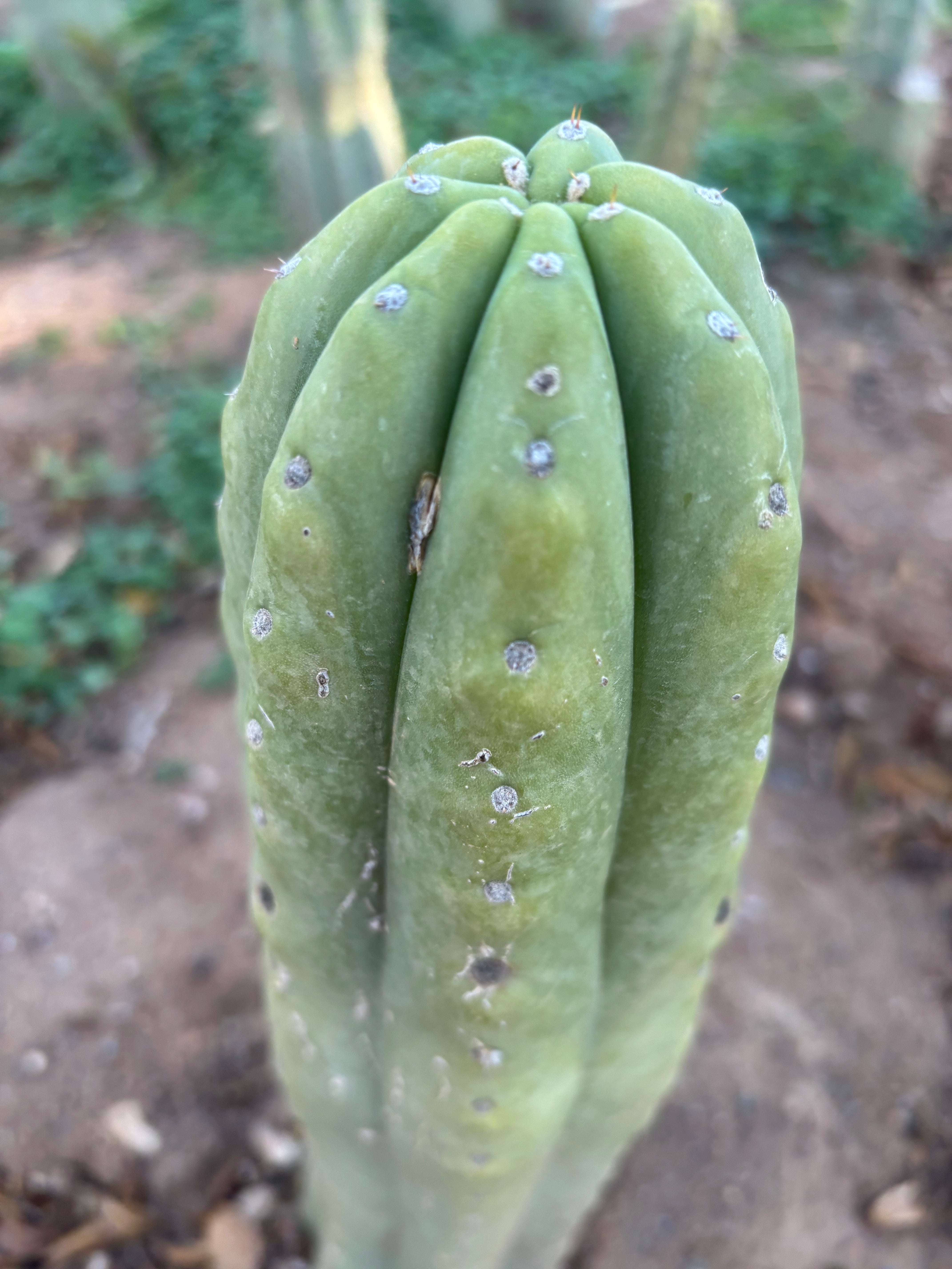 💎👑🌶️ Pierre — Thick 9” Tip