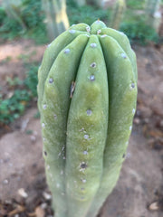 💎👑🌶️ Pierre — Thick 9” Tip