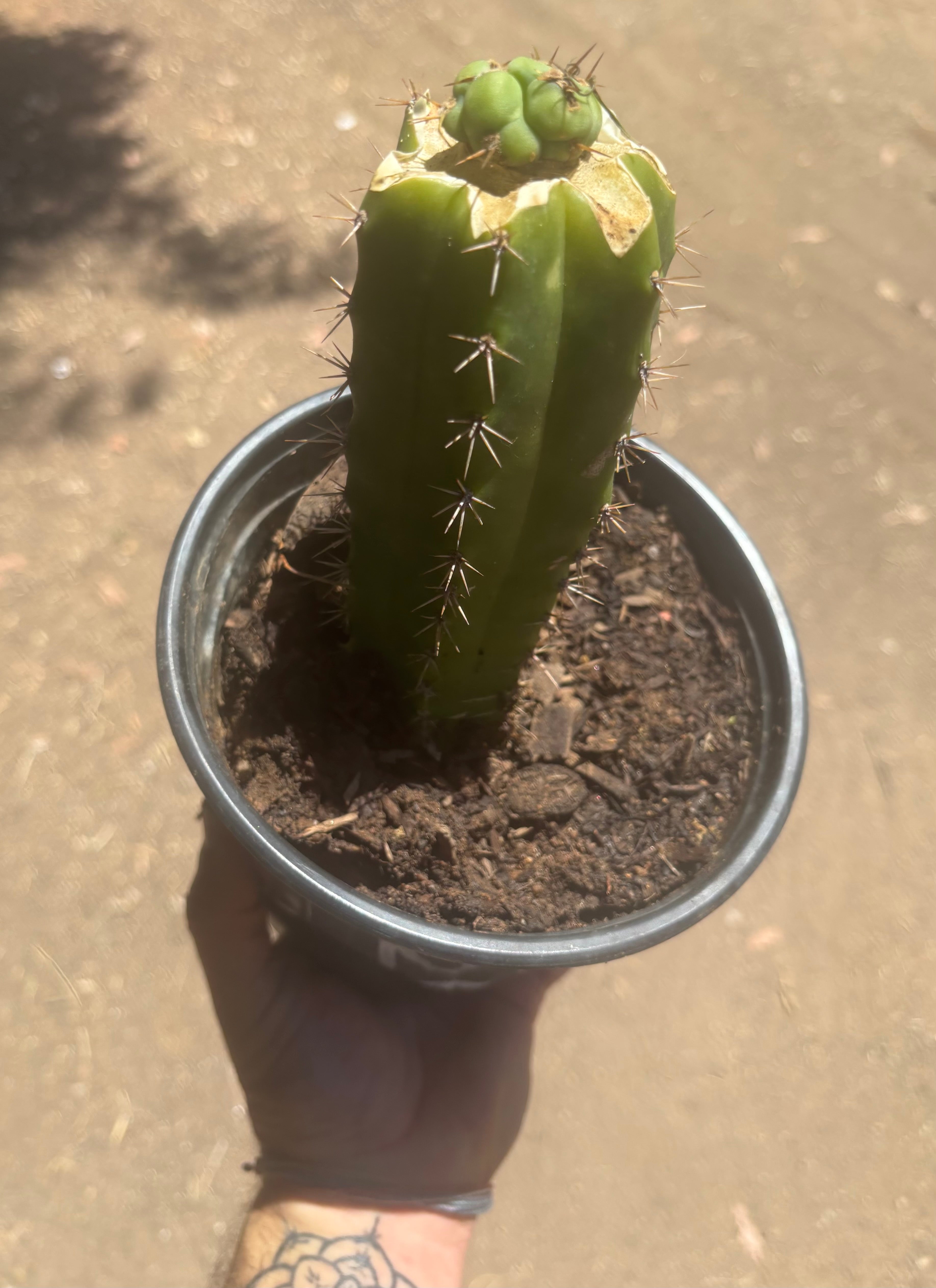 💎🌶️🌶️ NOM — Pup Graft On Seed Grown Rooted Stock
