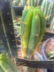 💎👑🌶️ MJC01  — 6” Vari Tip