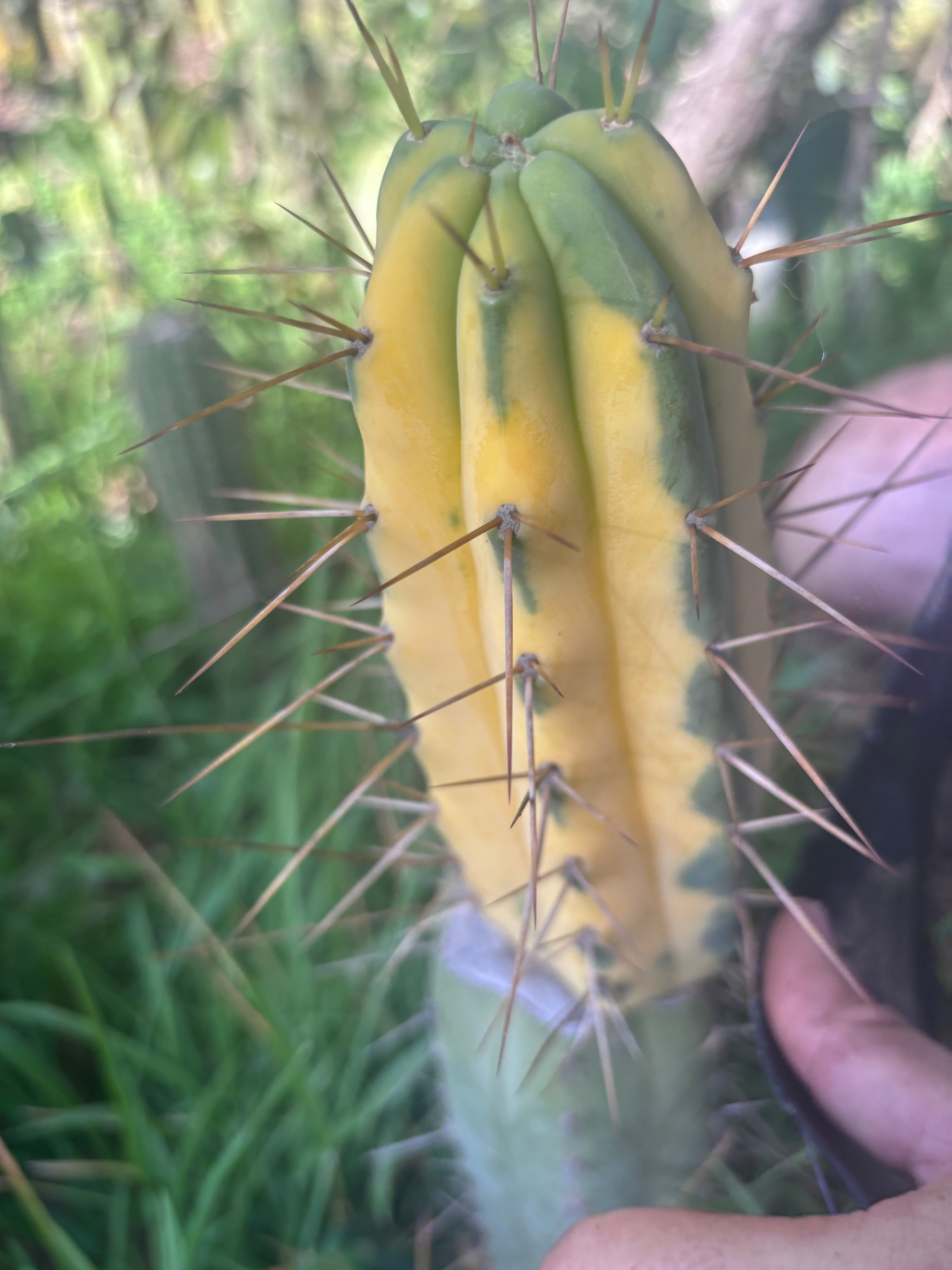 💎💎👑🌶️ MJC01  — 6” Tip