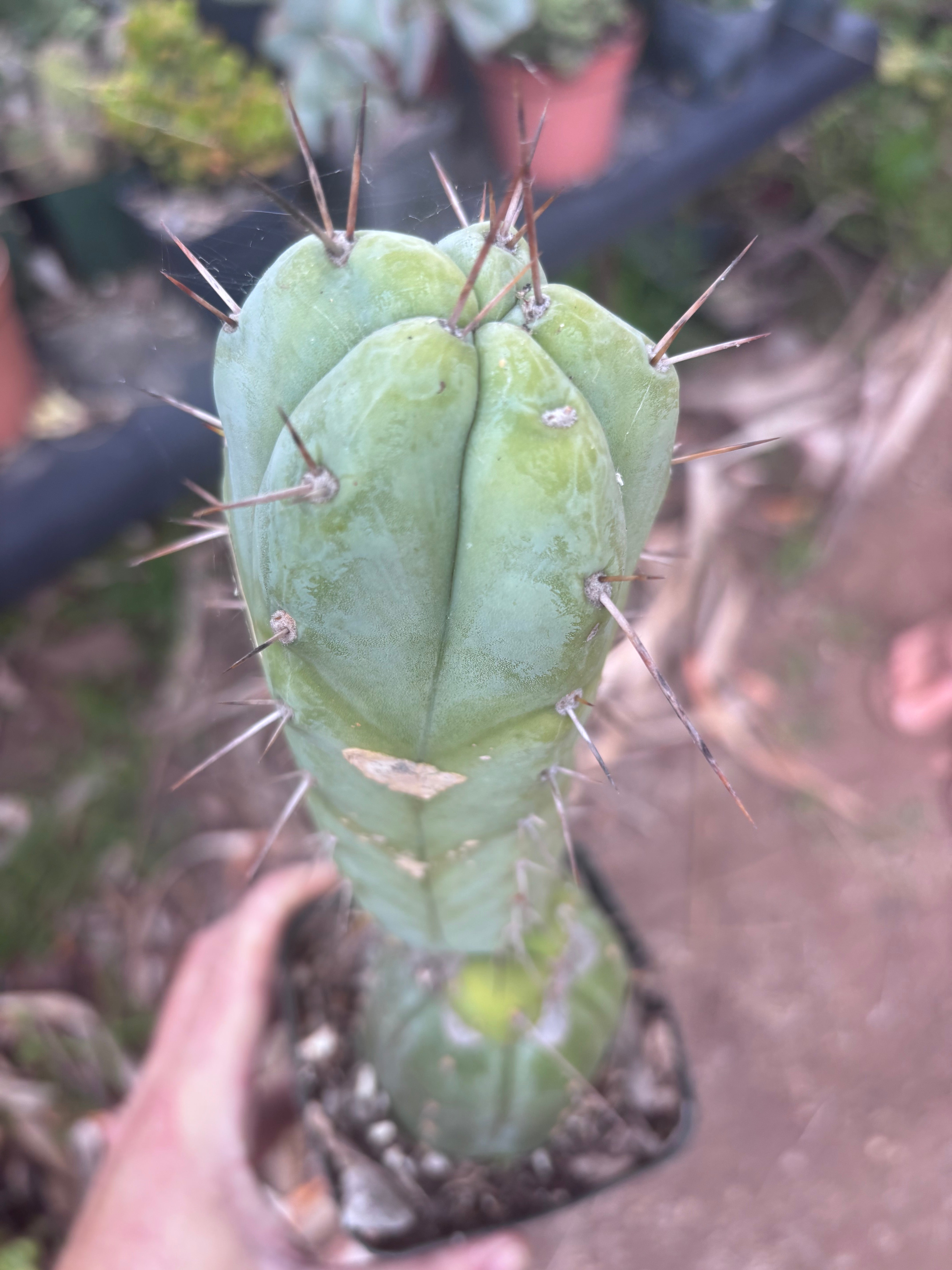 👑💎🌶️ CSD — Rooted Graft (Whole)