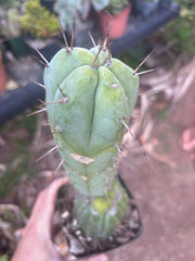 👑💎🌶️ CSD — Rooted Graft (Whole)