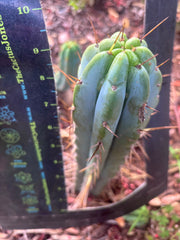 👑🌶️🌶️ Pala — 9” Tip