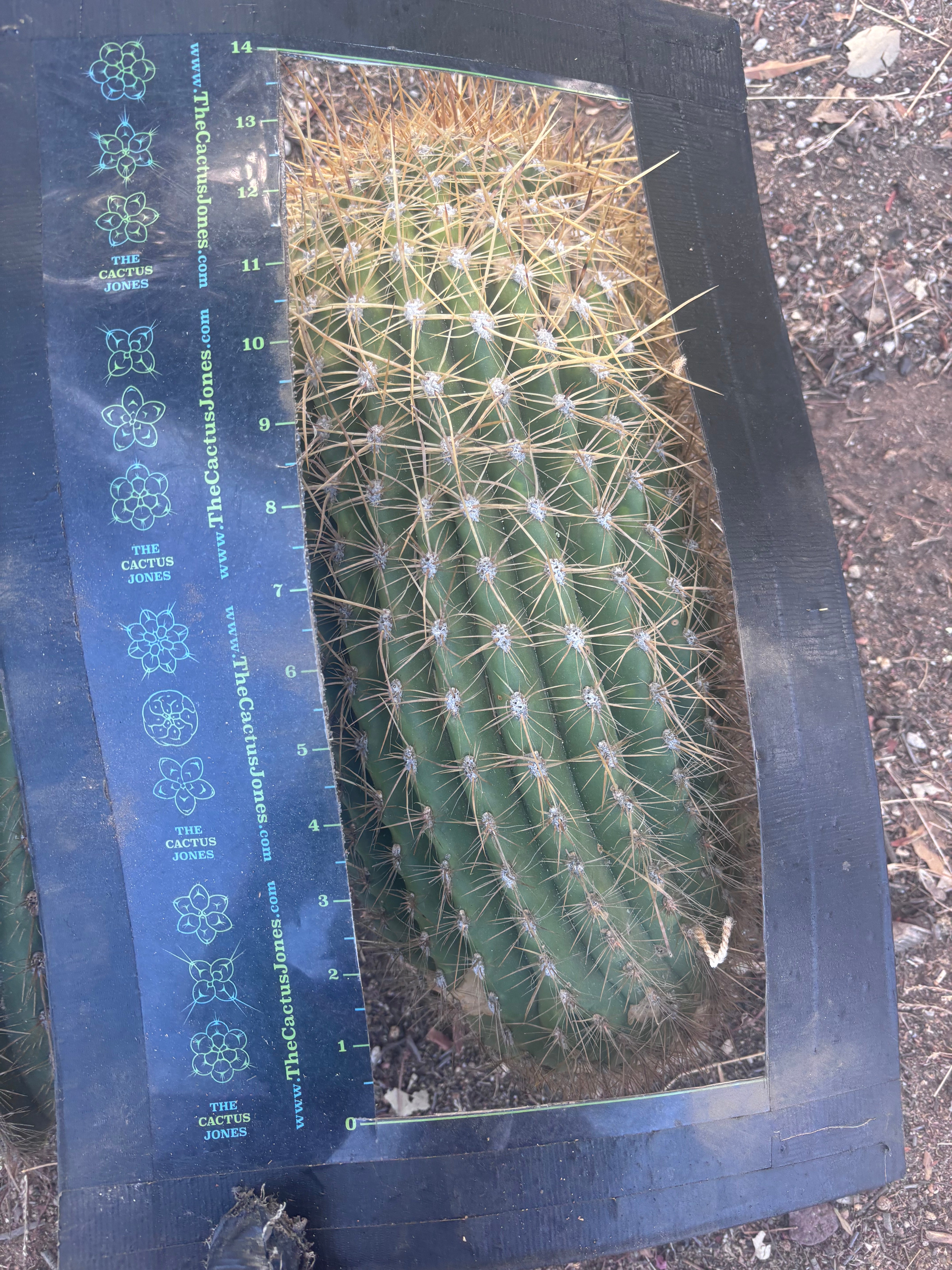 💎💎 T. Atacamensis — MASSIVE 17” Pups