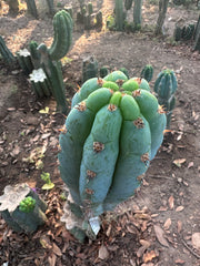 👑🌶️ Los Gentiles—  10” Tip