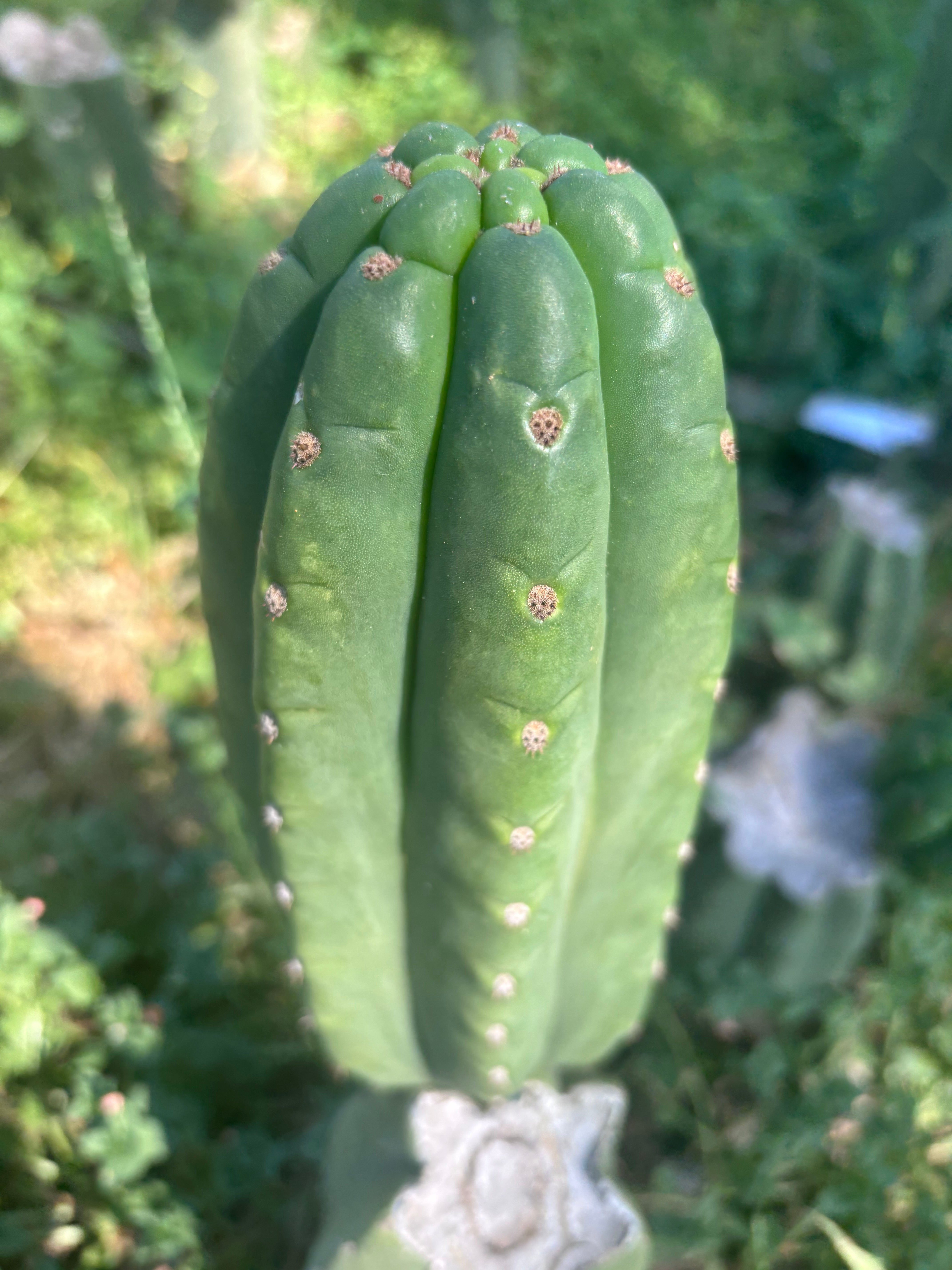 👑🌶️ The Field’s Pachanoi — Fat Pup