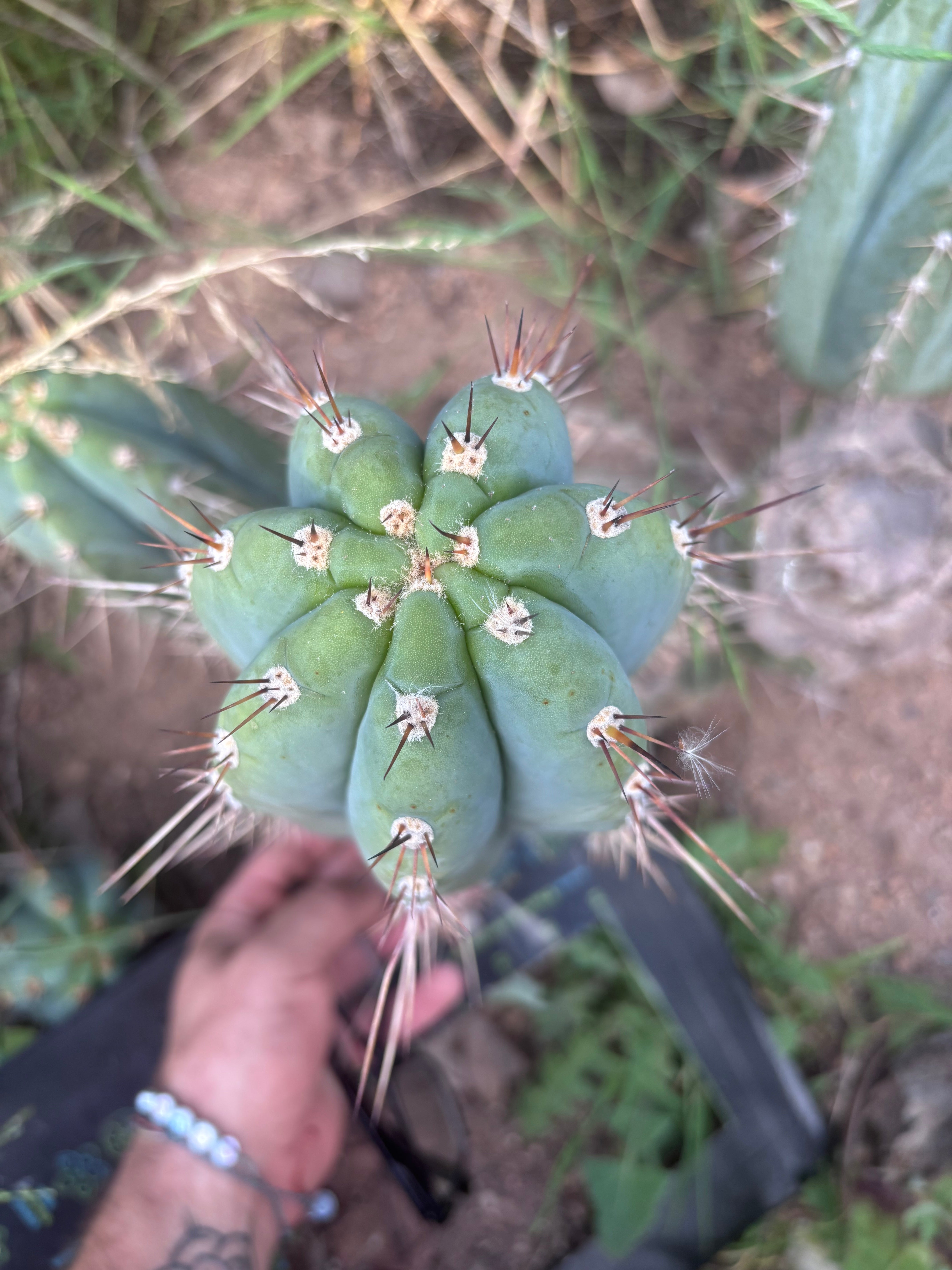 💎👑🌶️ CGG —  Another 12” Melon