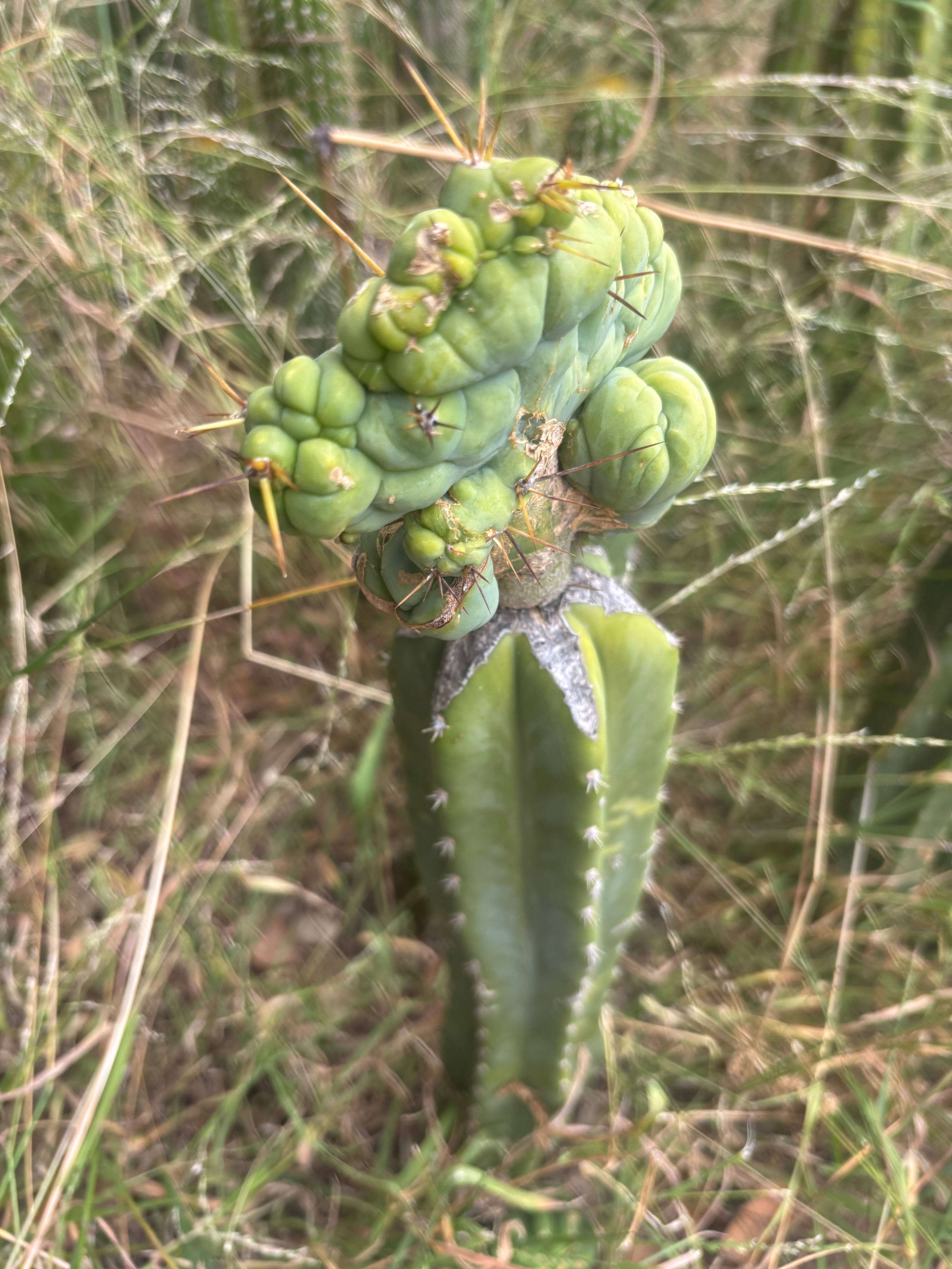 👑🌶️🌶️ TBMC — XL Graft