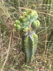 👑🌶️🌶️ TBMC — XL Graft