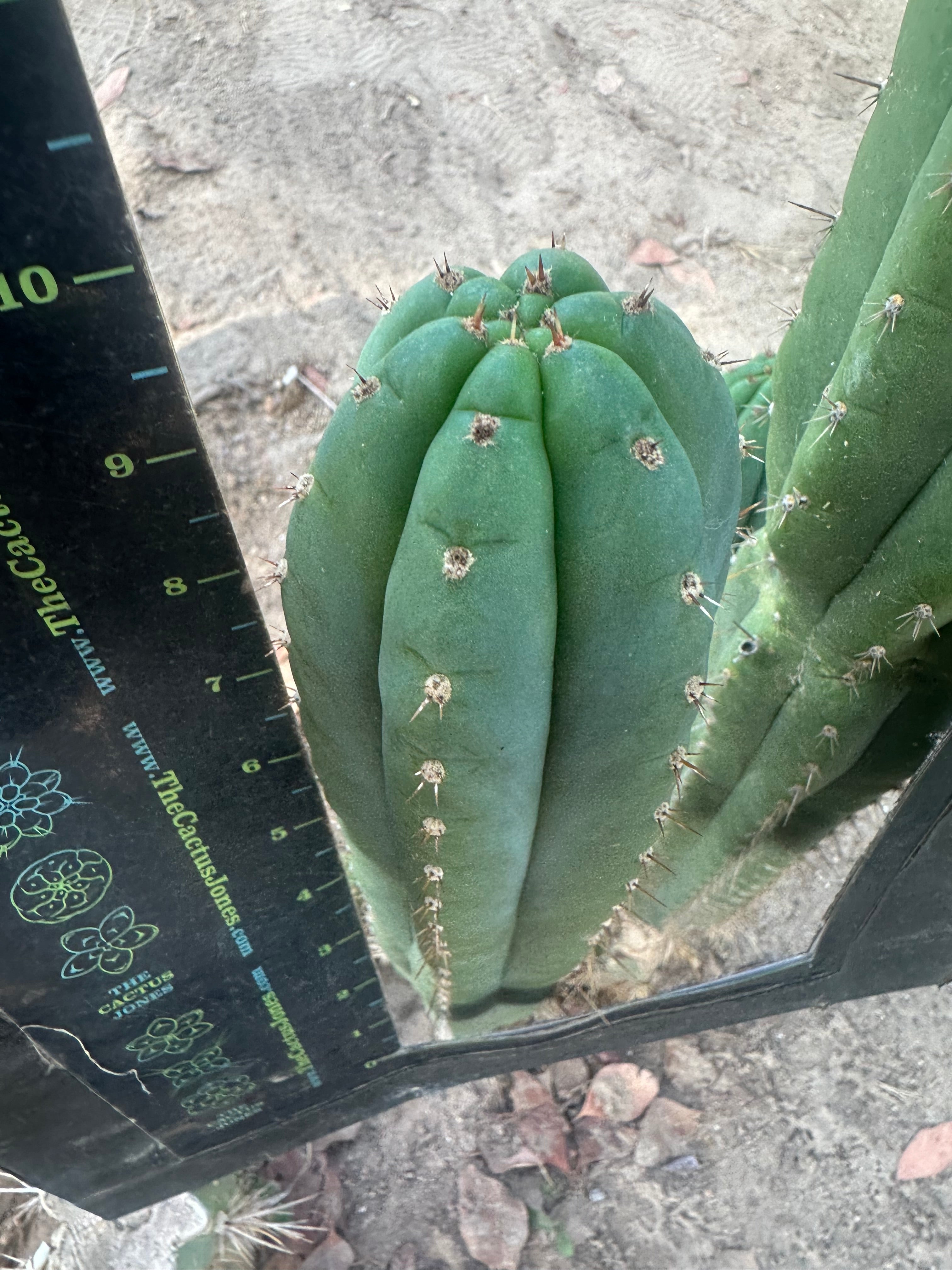 👑🌶️ KK339 — 10” Tips (3)