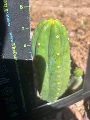 💎👑🌶️🌶️ KR04 — 6.5” Pup