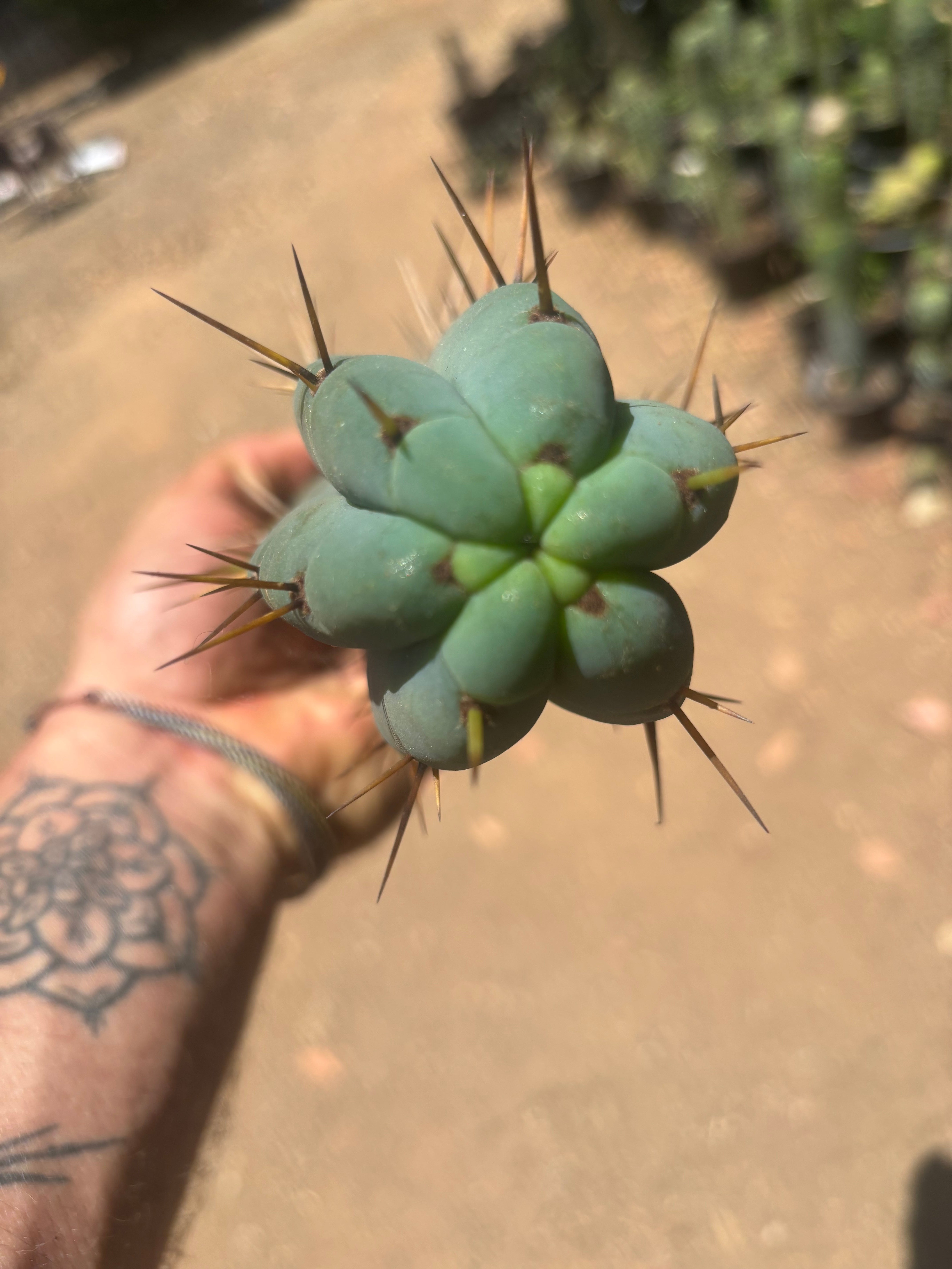 👑🌶️🌶️ Pala — Chonky 11” Pup