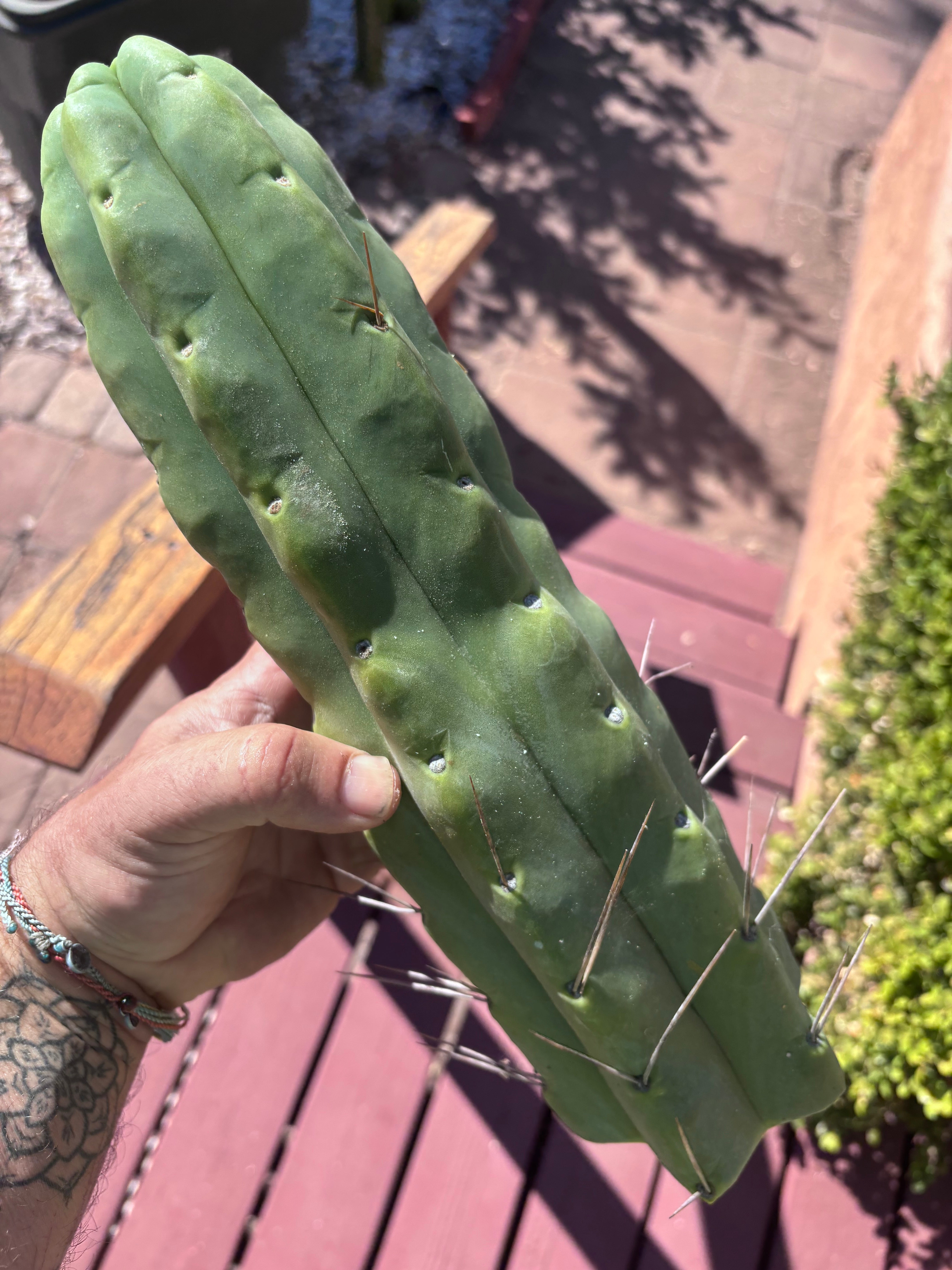 👑💎🌶️🌶️ Eileen — XXL 14” (Tip #3)