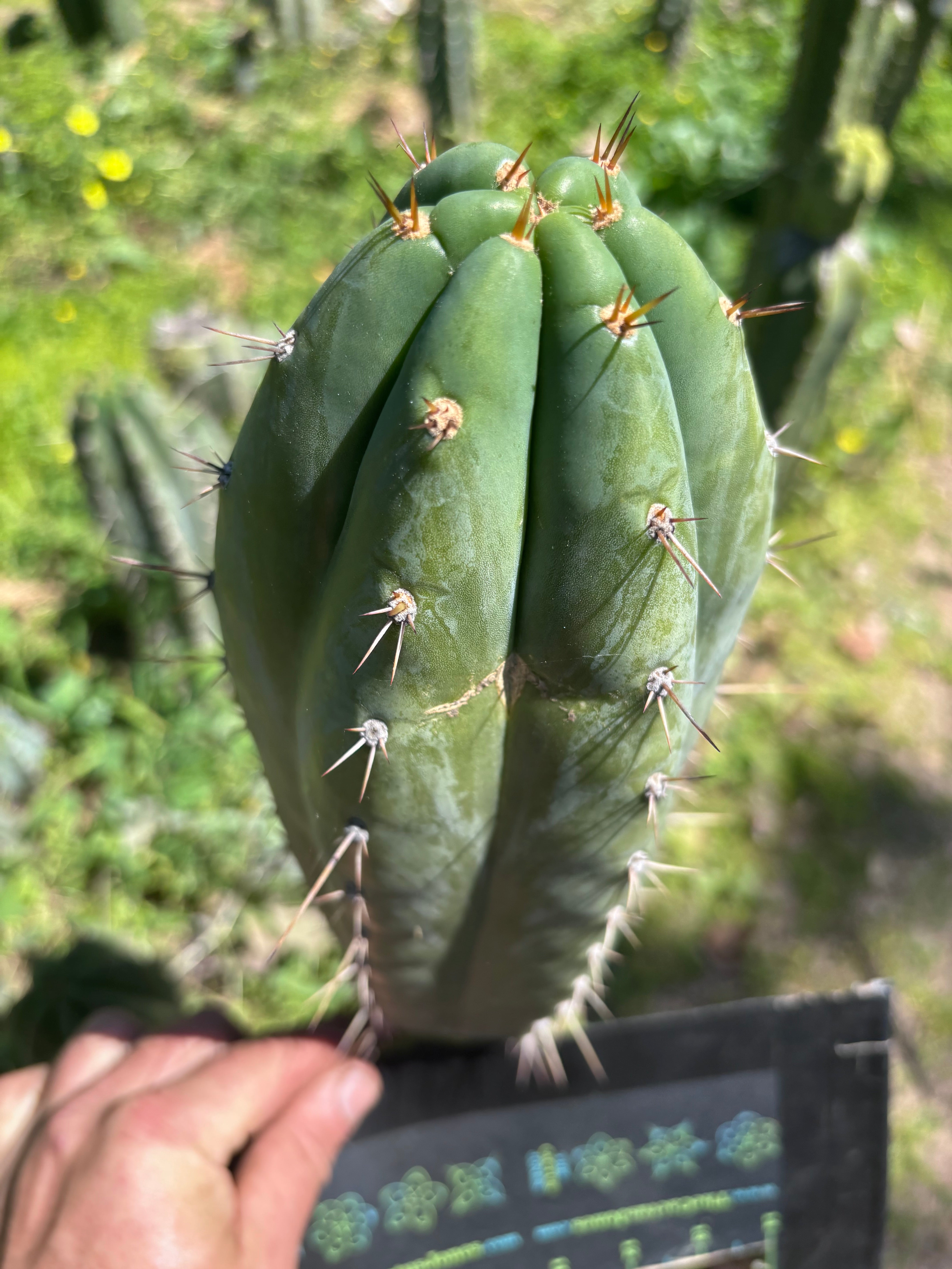 👑🌶️ Kimnach — Fat 11” Tip