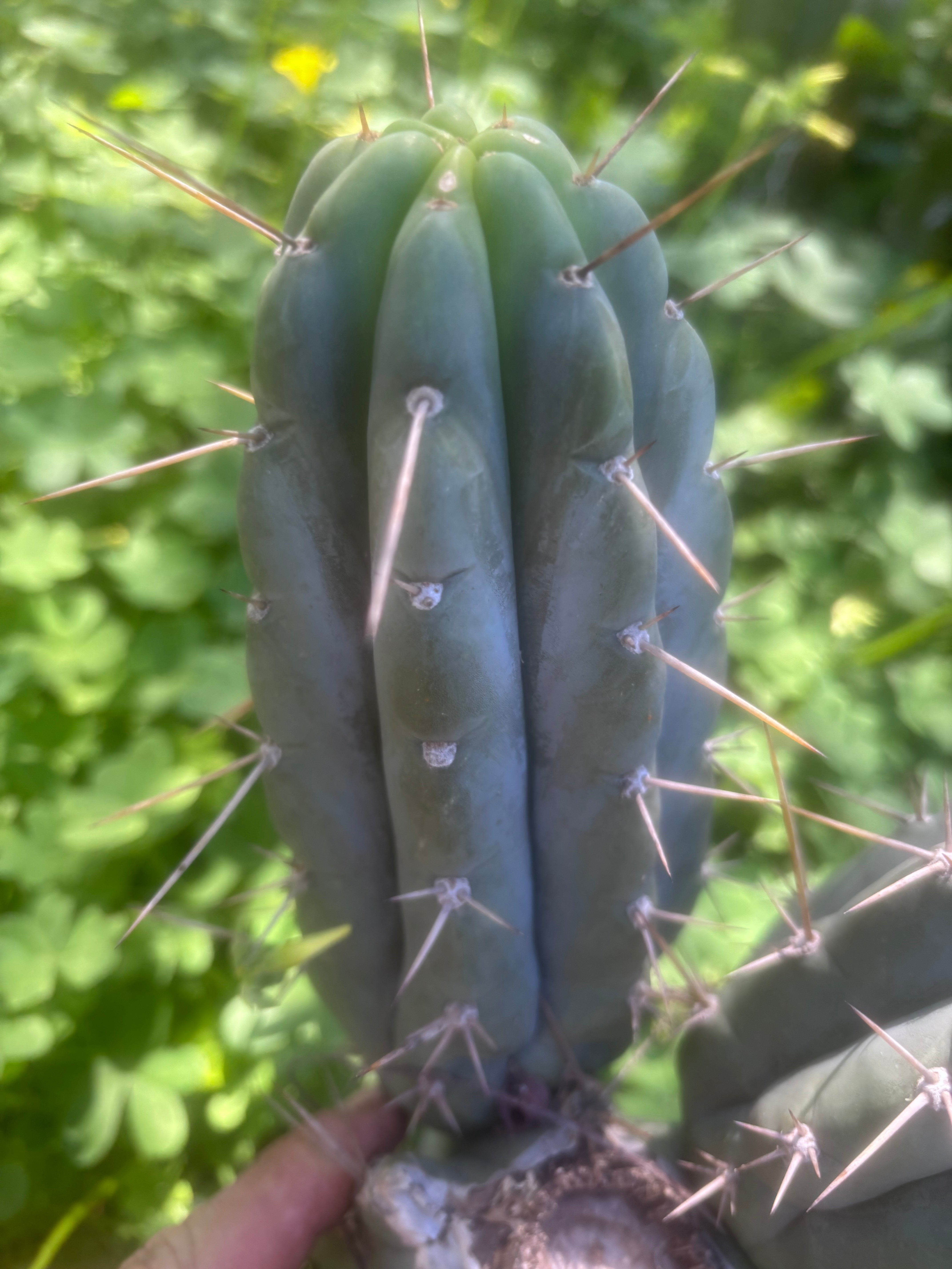 👑🌶️🌶️ Pala! — The Sunday Pup