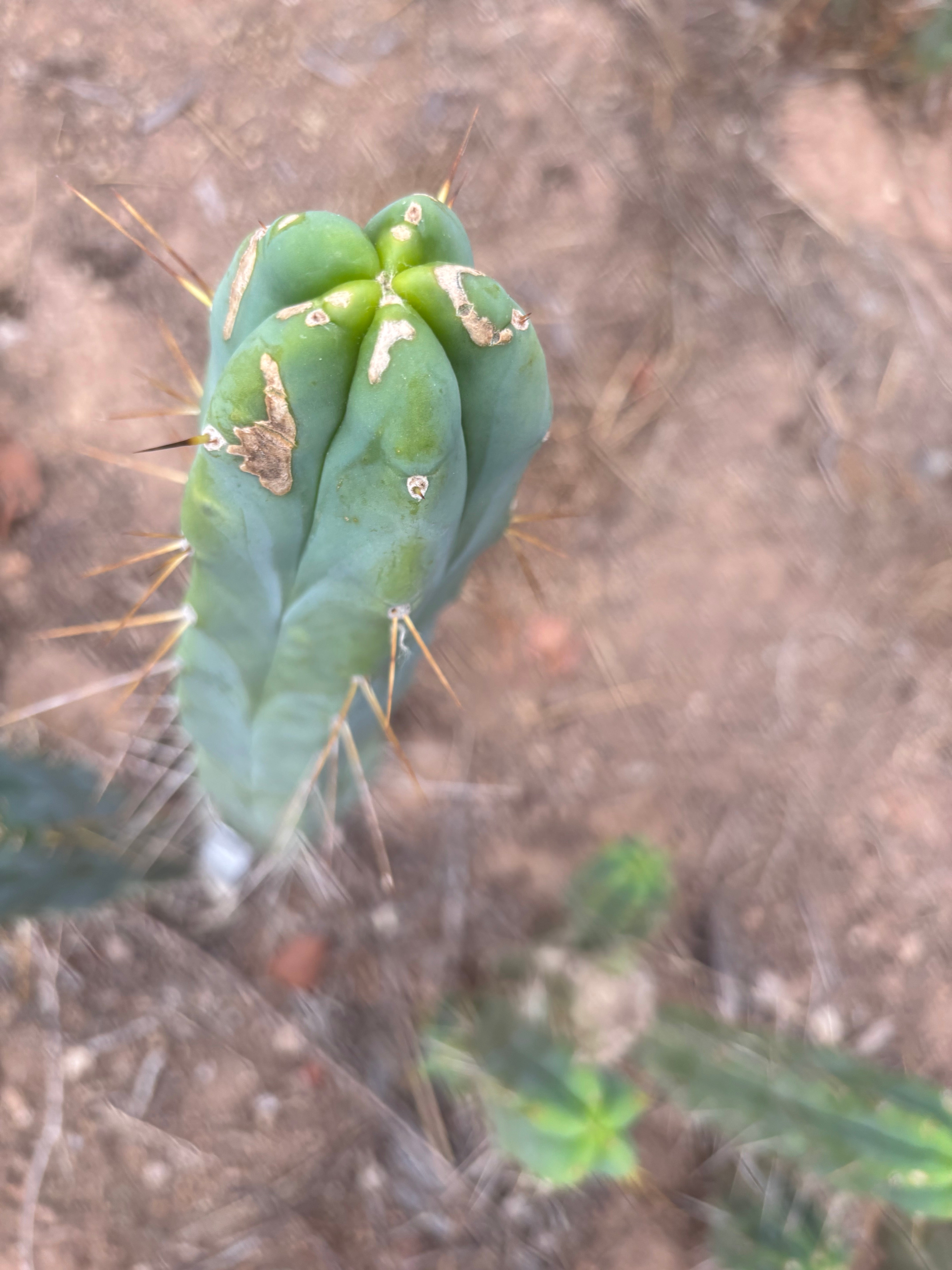 👑🌶️ Kai — 15” Tip