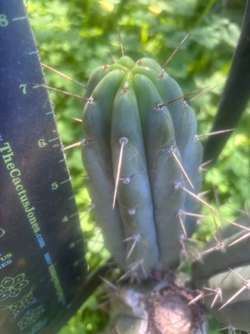 👑🌶️🌶️ Pala! — The Sunday Pup