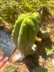 👑🌶️🌶️ KR04 — 8” Grenade
