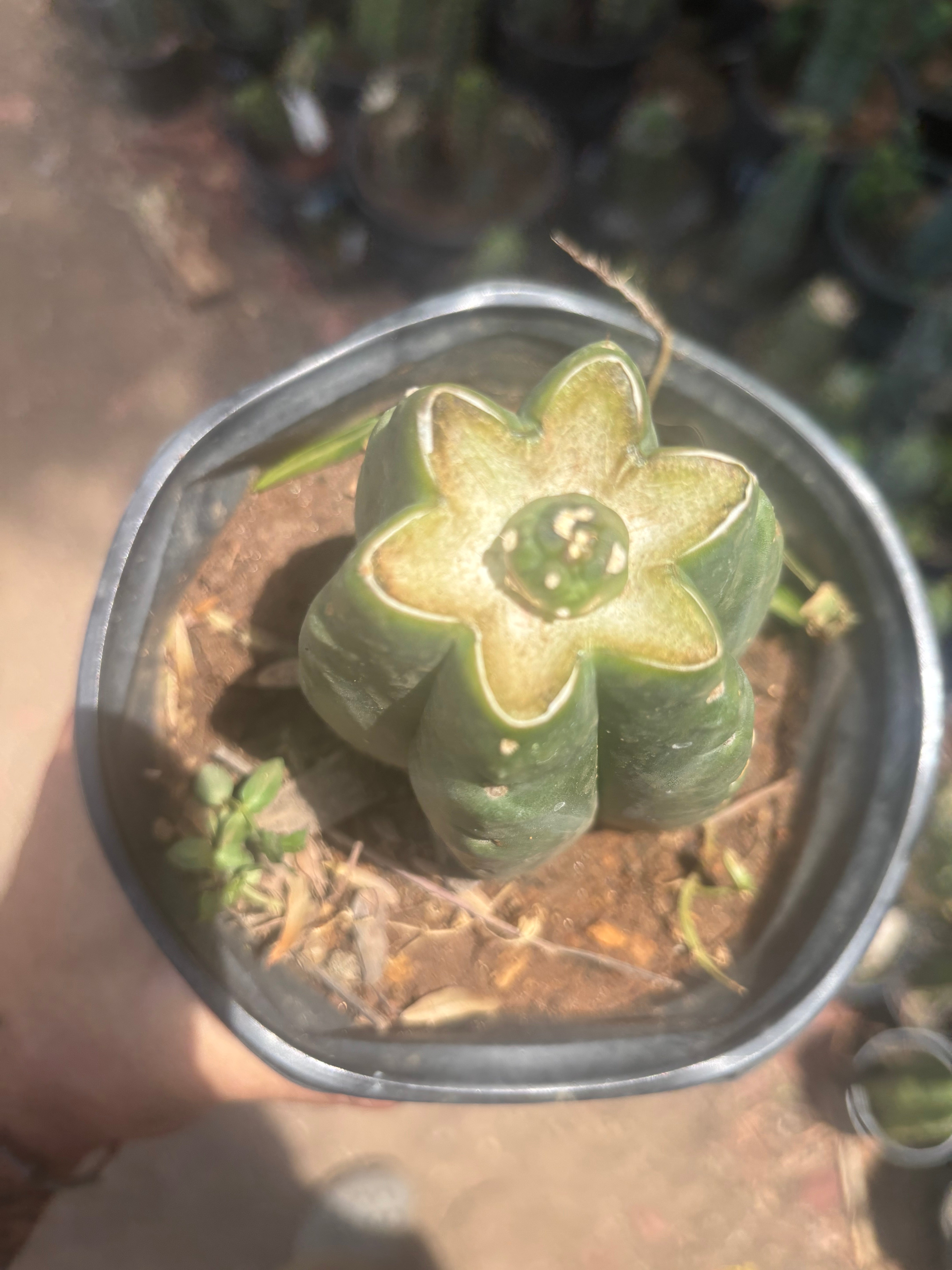 💎👑💎 SCB  — One More Pup Graft on Rooted Pierre