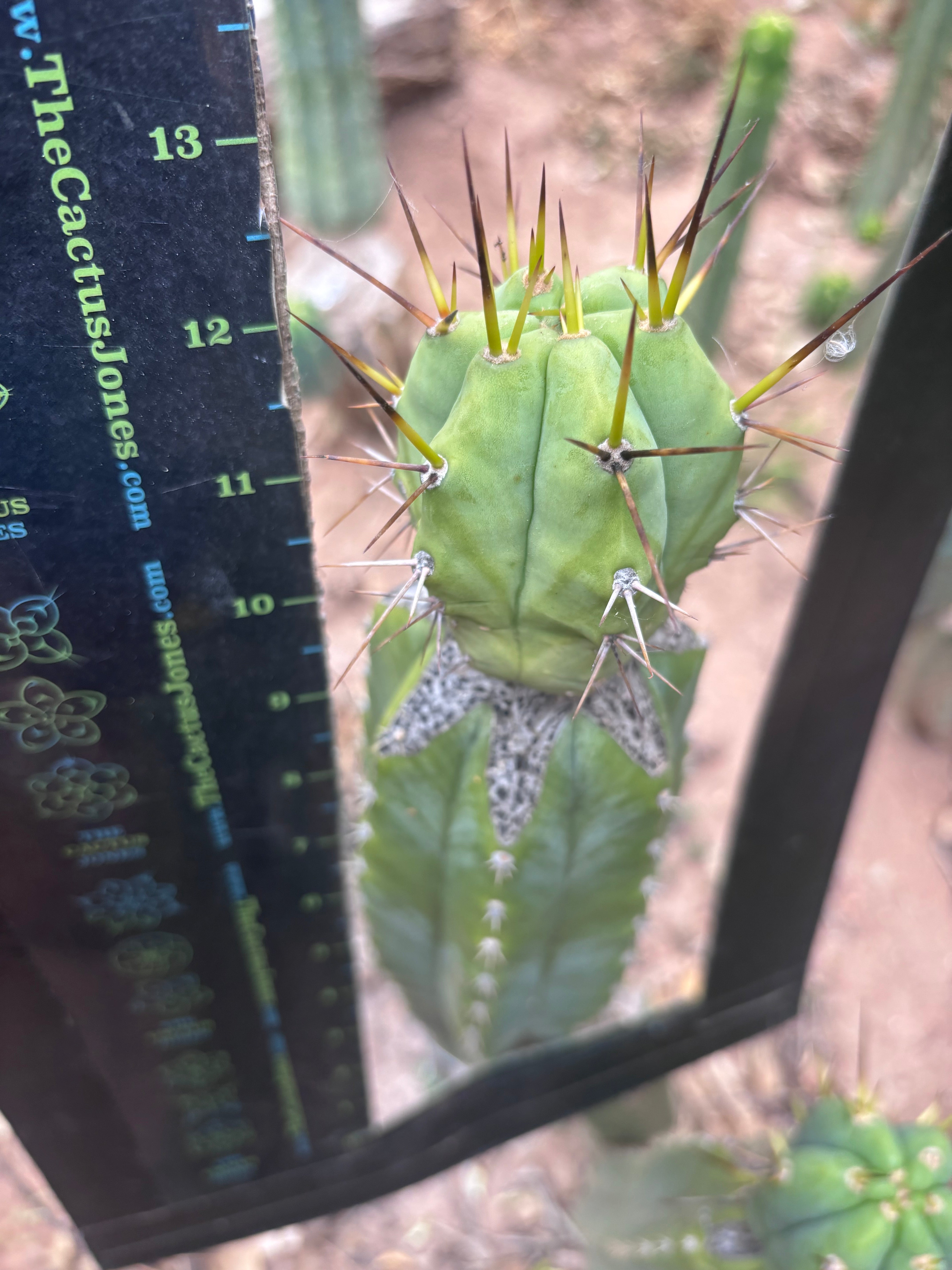👑💎🌶️  CSD — Large Tip Graft