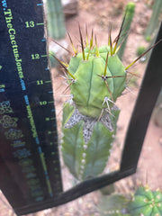 👑💎🌶️  CSD — Large Tip Graft
