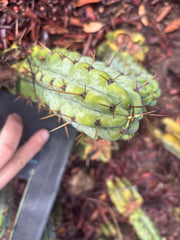 👑🌶️🌶️ Pala! — The Sunday Pup