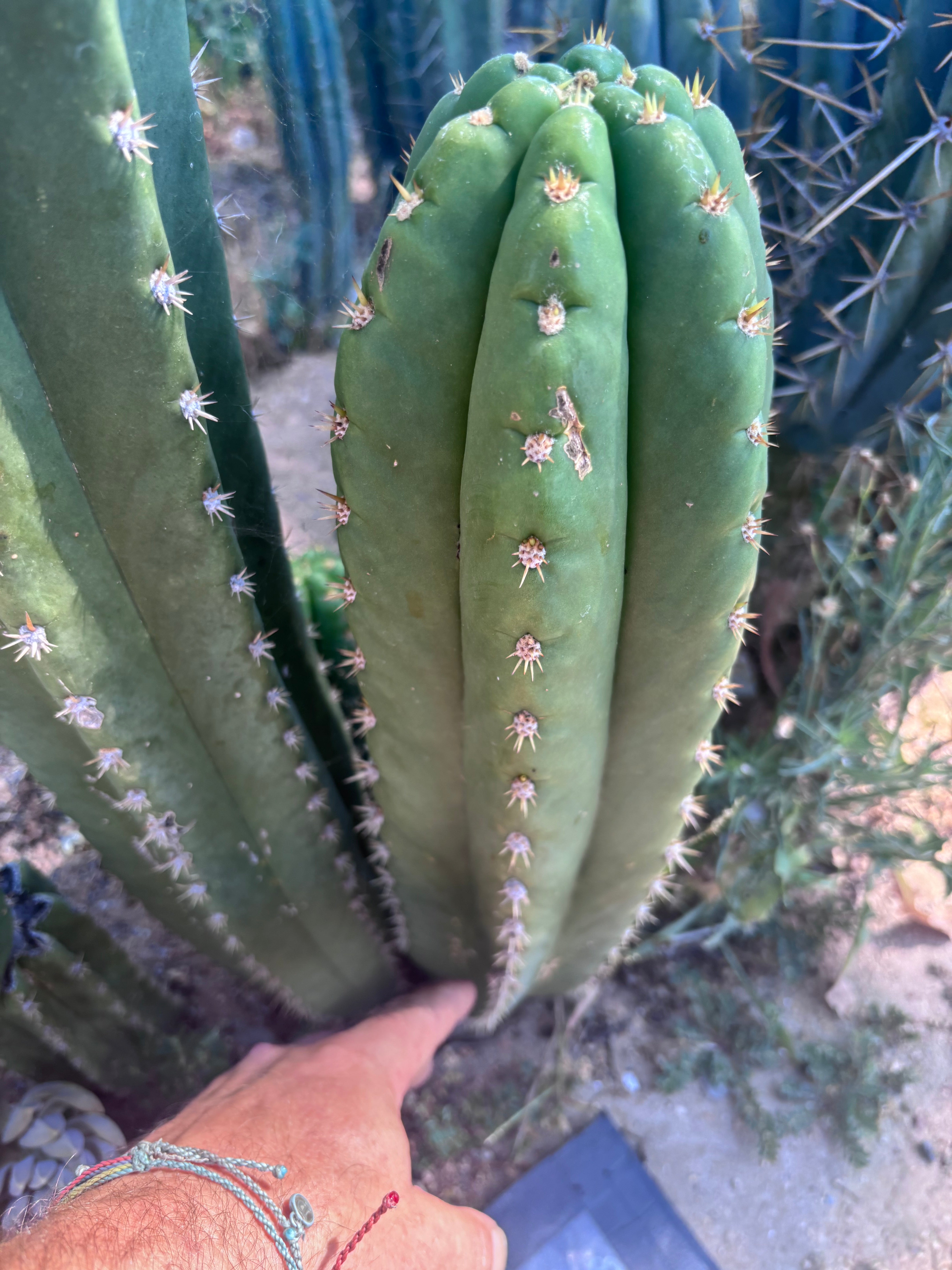 💎🌶️ Tipz x Super Pedro — Massive 15” Pup