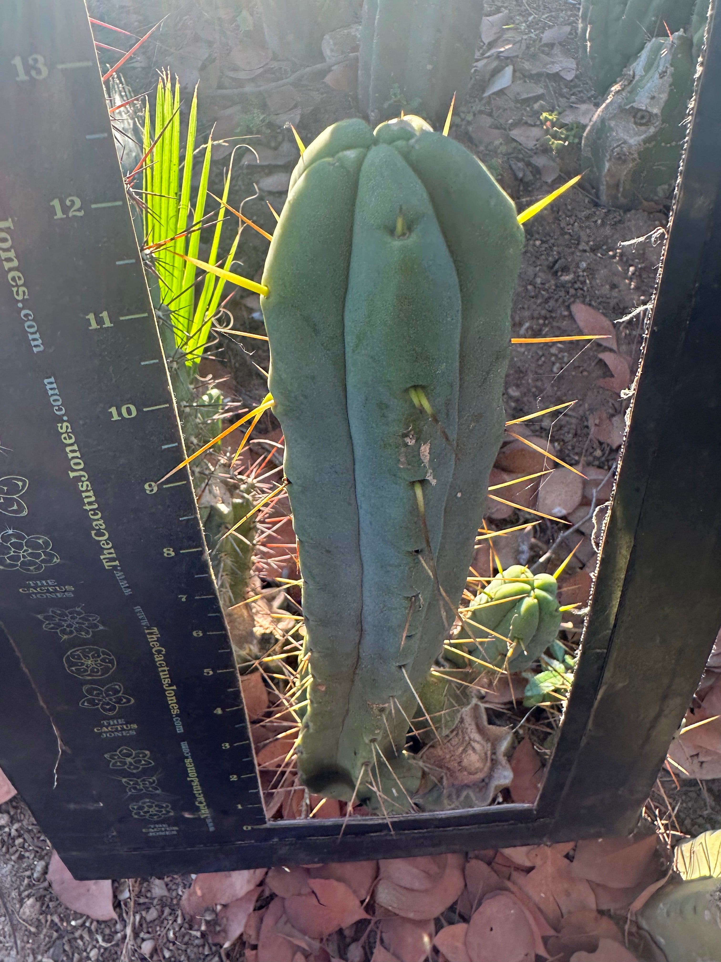 👑🌶️ BBB — 11” Tip