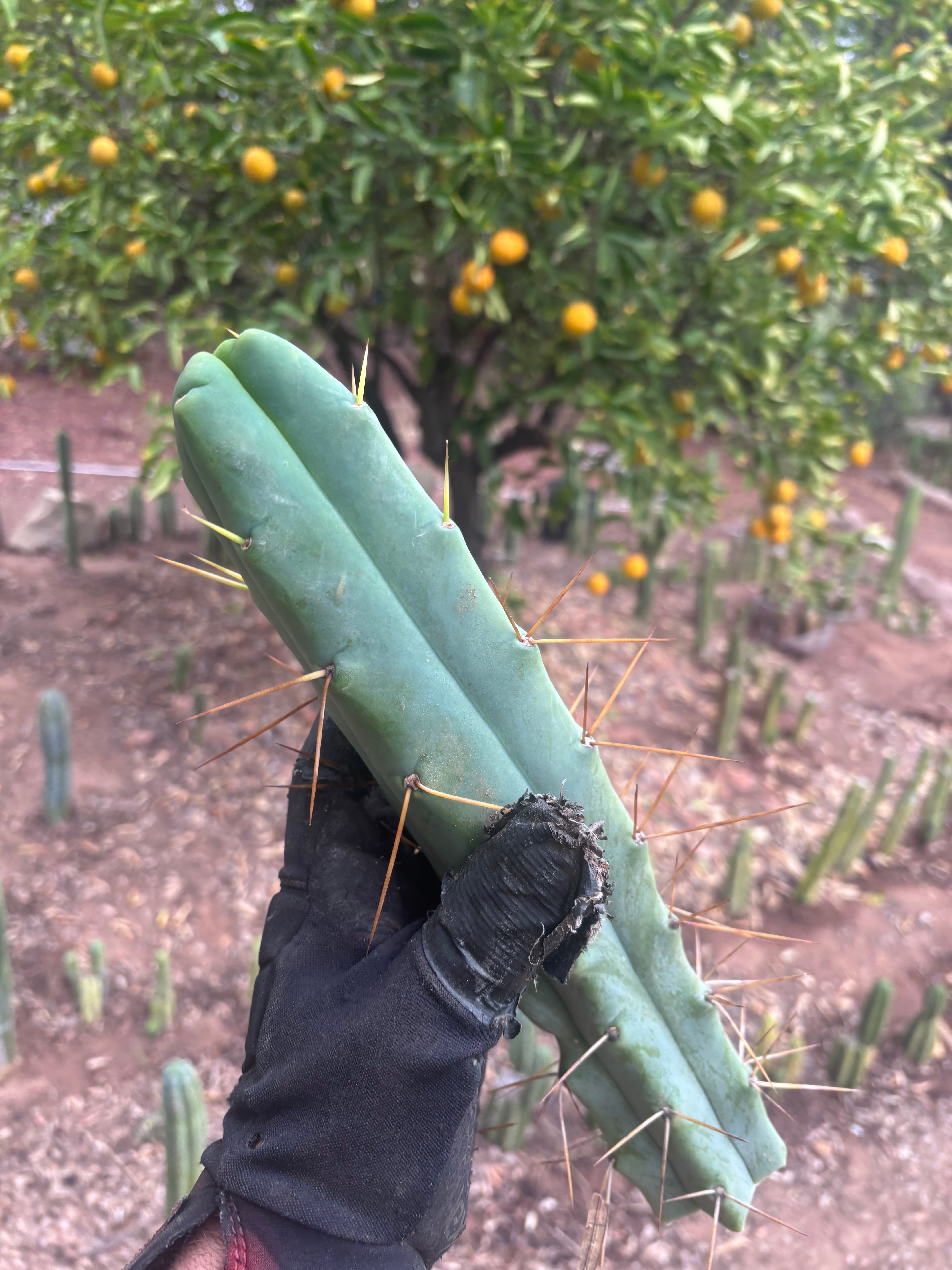 👑💎🌶️ Foolsbreath — XL FourWang 14” Tip