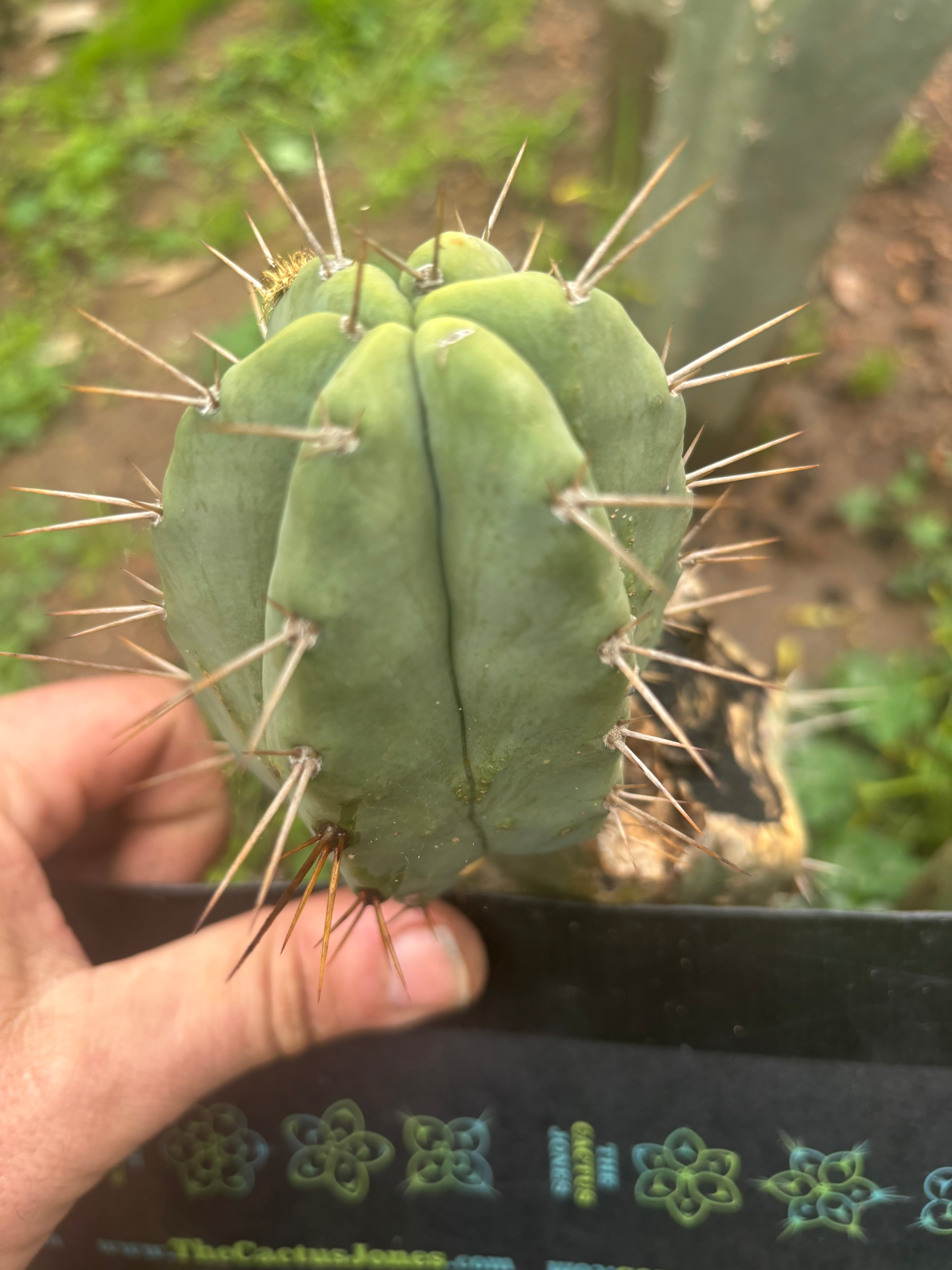 👑💎🌶️ CSD — 4” Degraft Pup