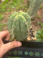 👑💎🌶️ CSD — 4” Degraft Pup