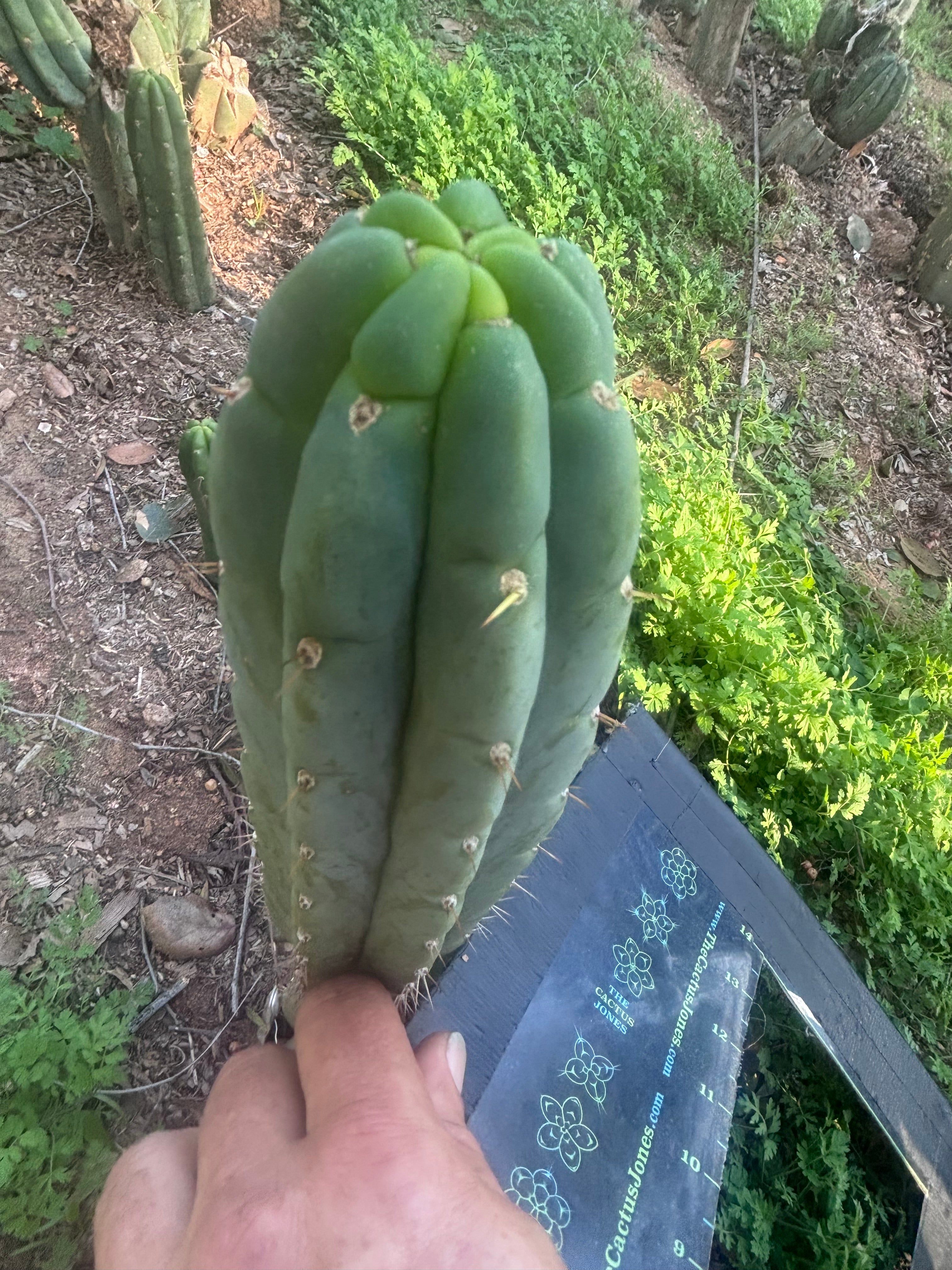 💎👑🌶️🌶️ Austy’s Bomb — 9” Tip