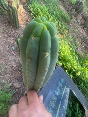 💎👑🌶️🌶️ Austy’s Bomb — 9” Tip