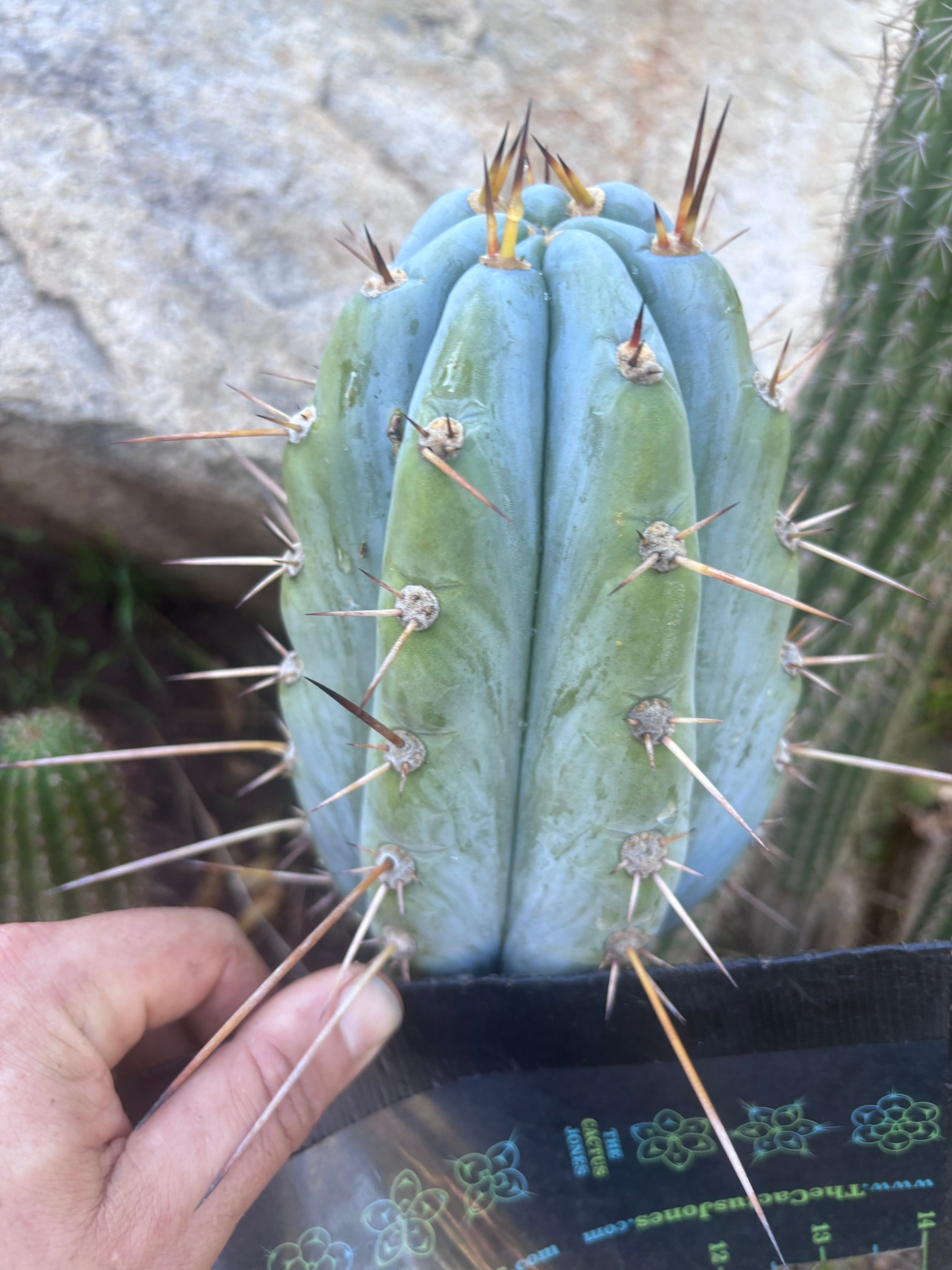 💎👑 BBG48.1540 — Fat 6” Tip