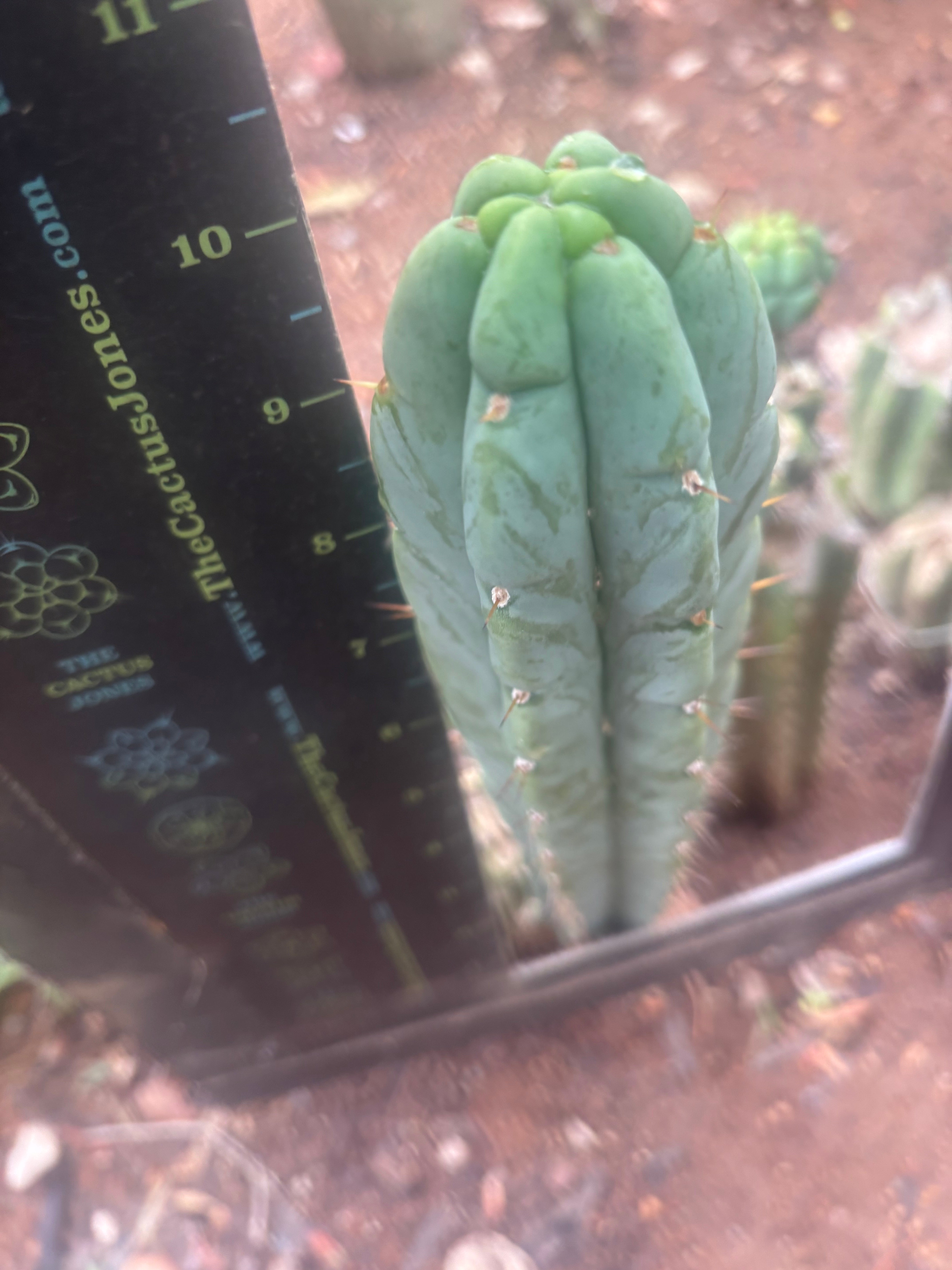 👑🌶️🌶️ Austy’s Bomb — 10” Tip
