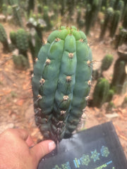 👑💎 Los Gentiles — Flawless 8.5” Pup