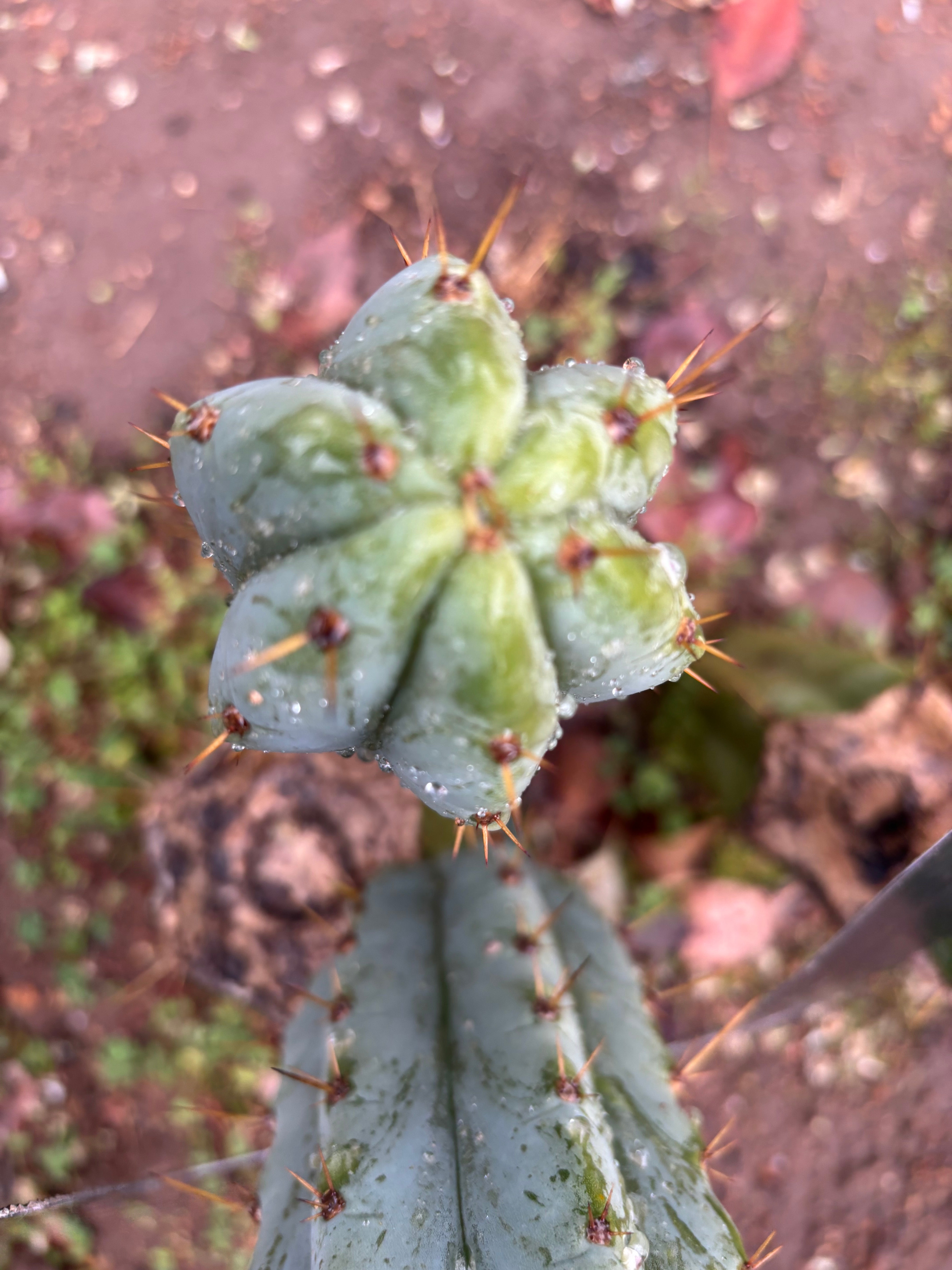🌶️ Lumberjuuls — Fat 8” Pups