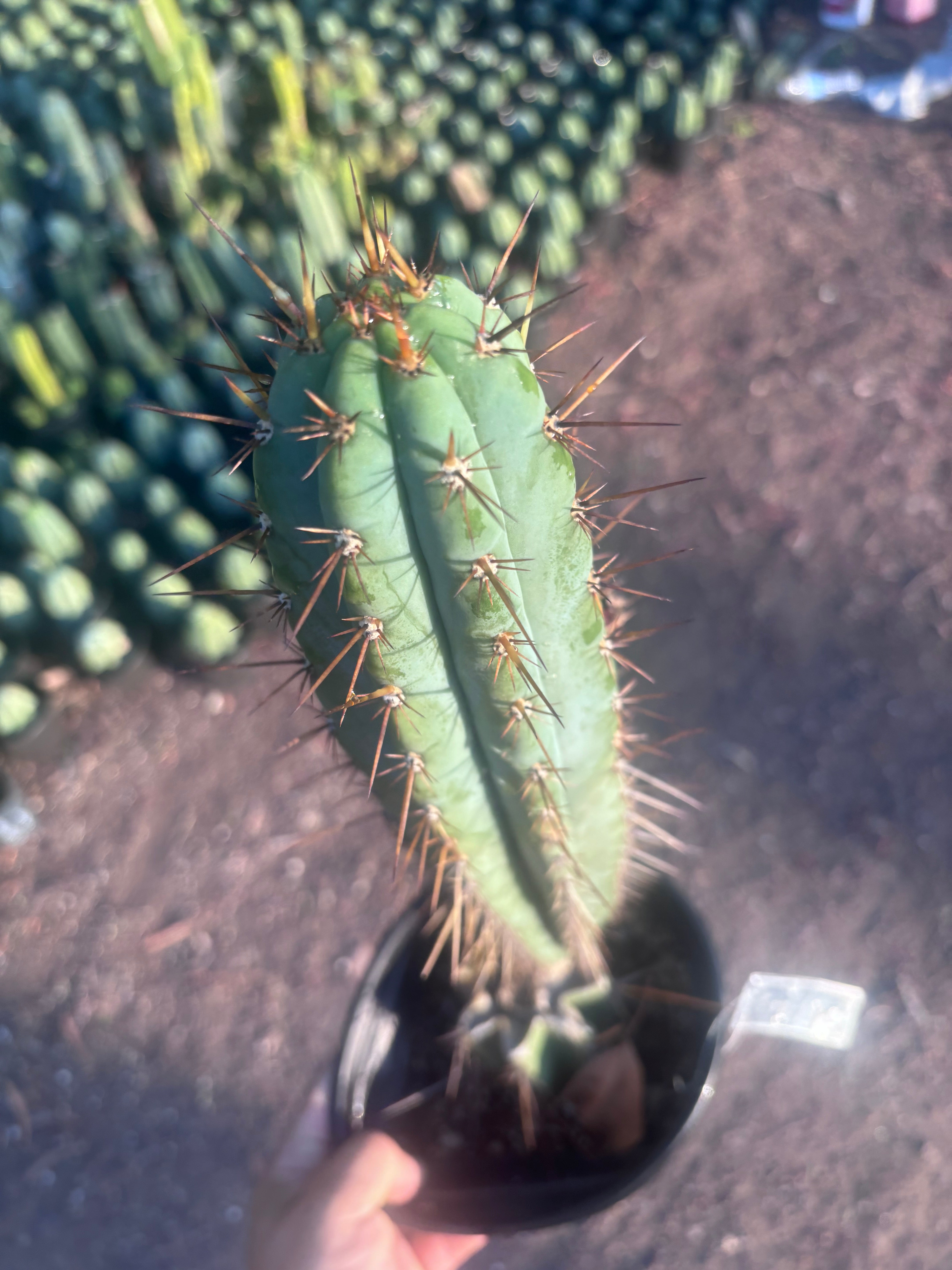 💎👑💎(🌶️ ) Tipz — Fully Rooted 16”