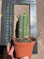 👑💎🌶️ CSD — Pupping Slab Graft (Rooted / Whole)