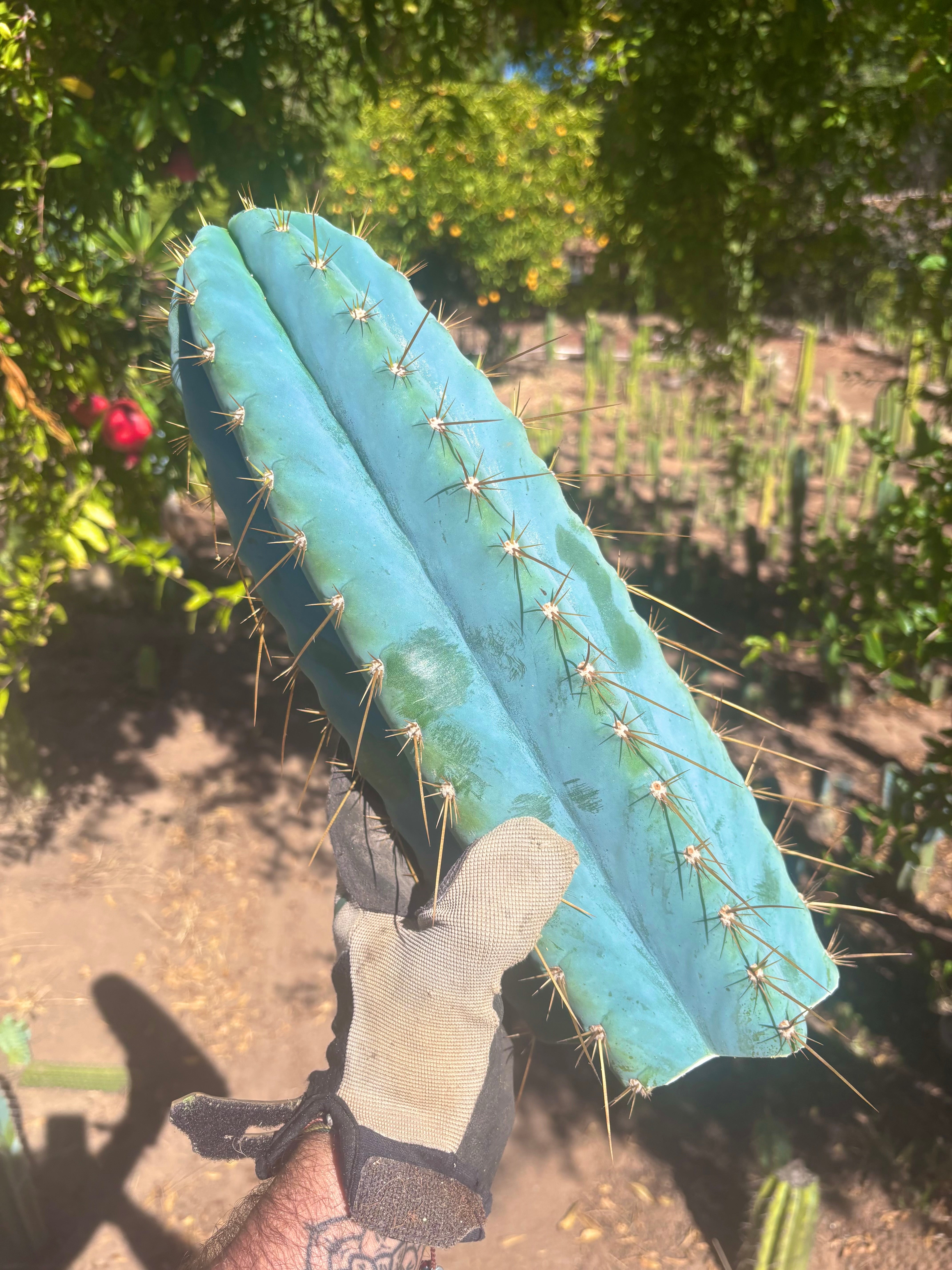 💎👑💎 Rimac — *Unreal* 15” FAT Tip