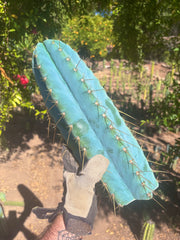 💎👑💎 Rimac — *Unreal* 15” FAT Tip