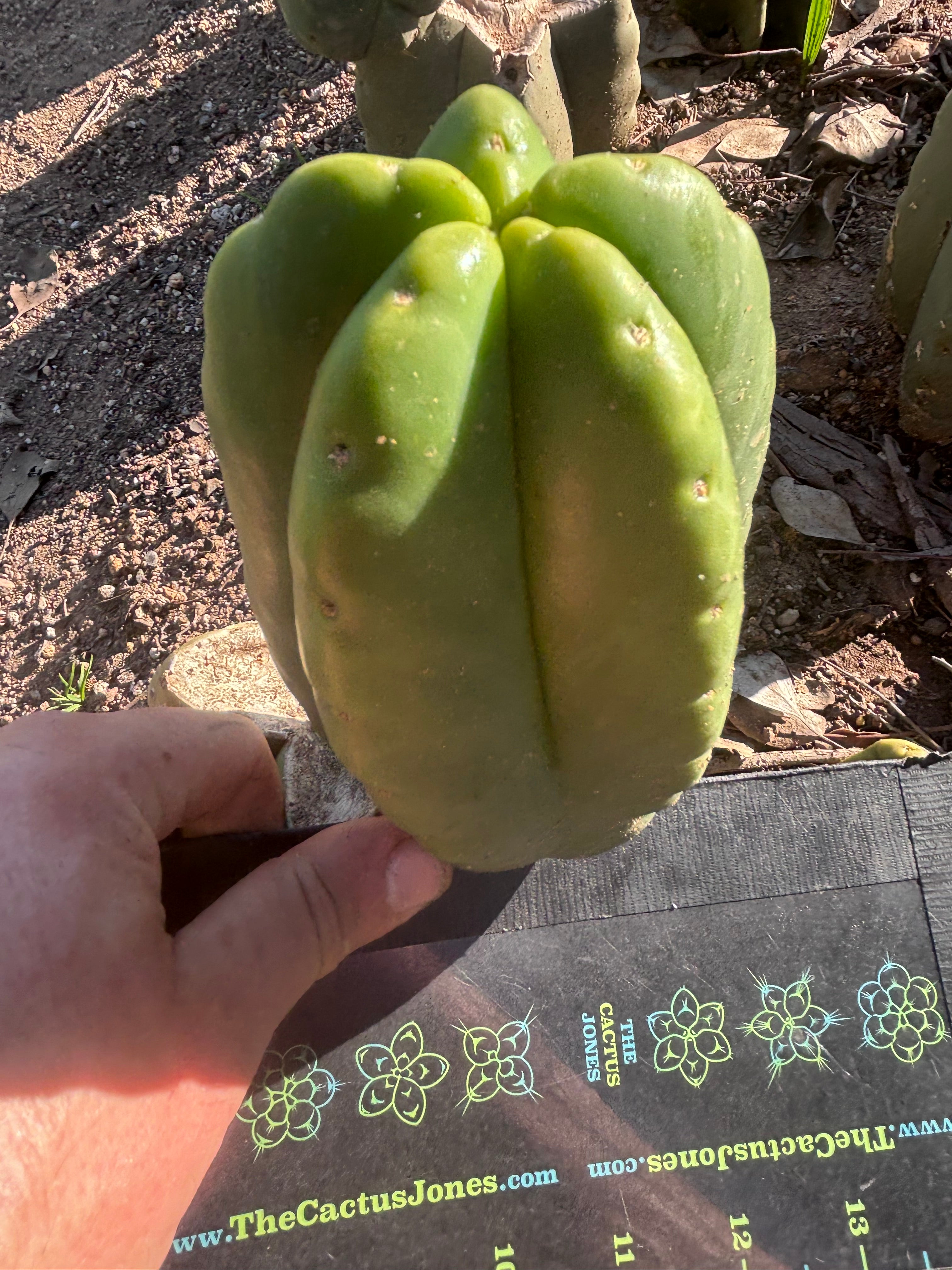 💎👑💎🌶️ Ferah! — 6” Grenade
