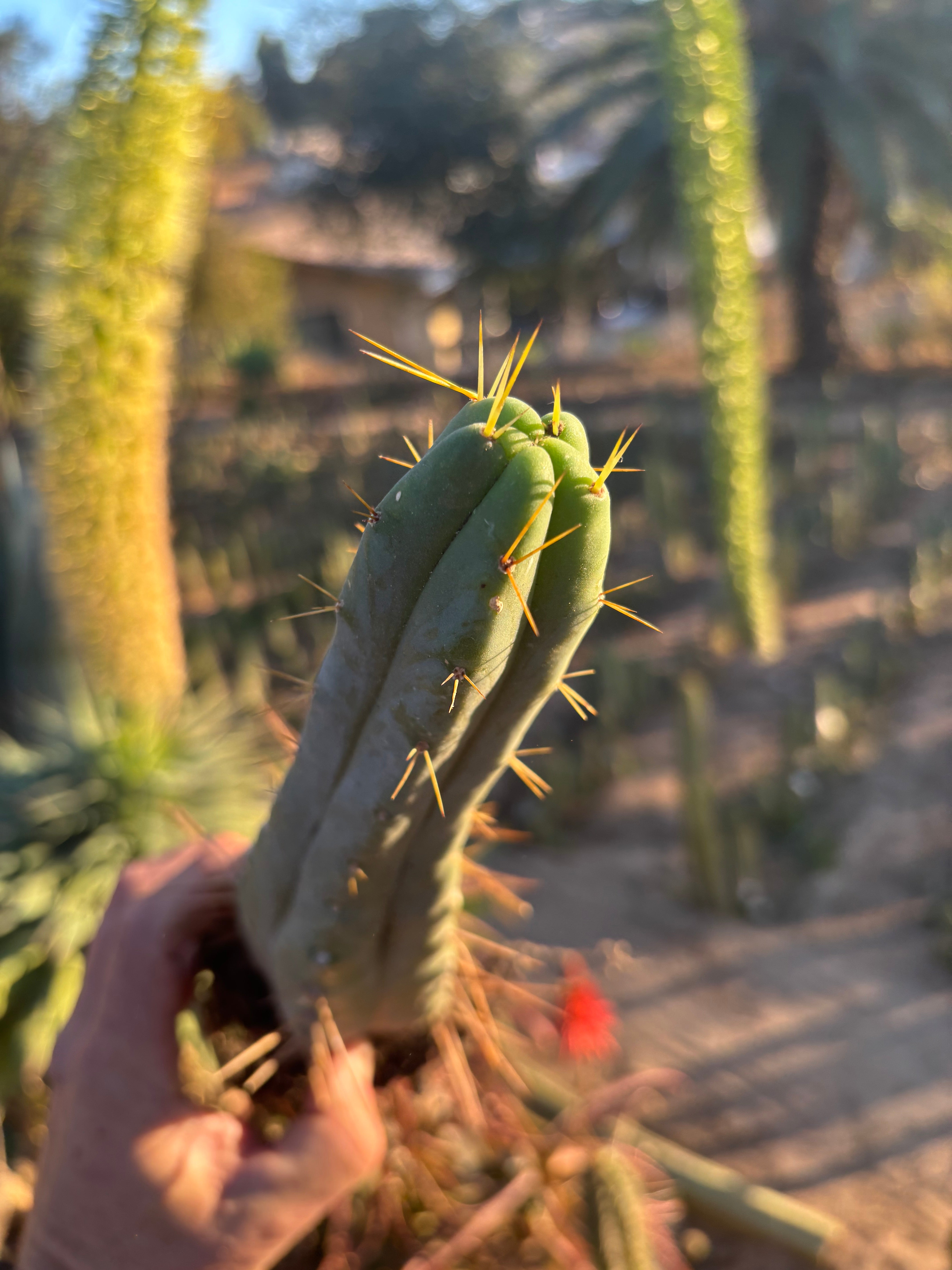 👑🌶️🌶️ Eileen — Rooted 11” Tip