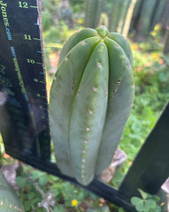 👑🌶️ Scop A — Chonky 12” Pup