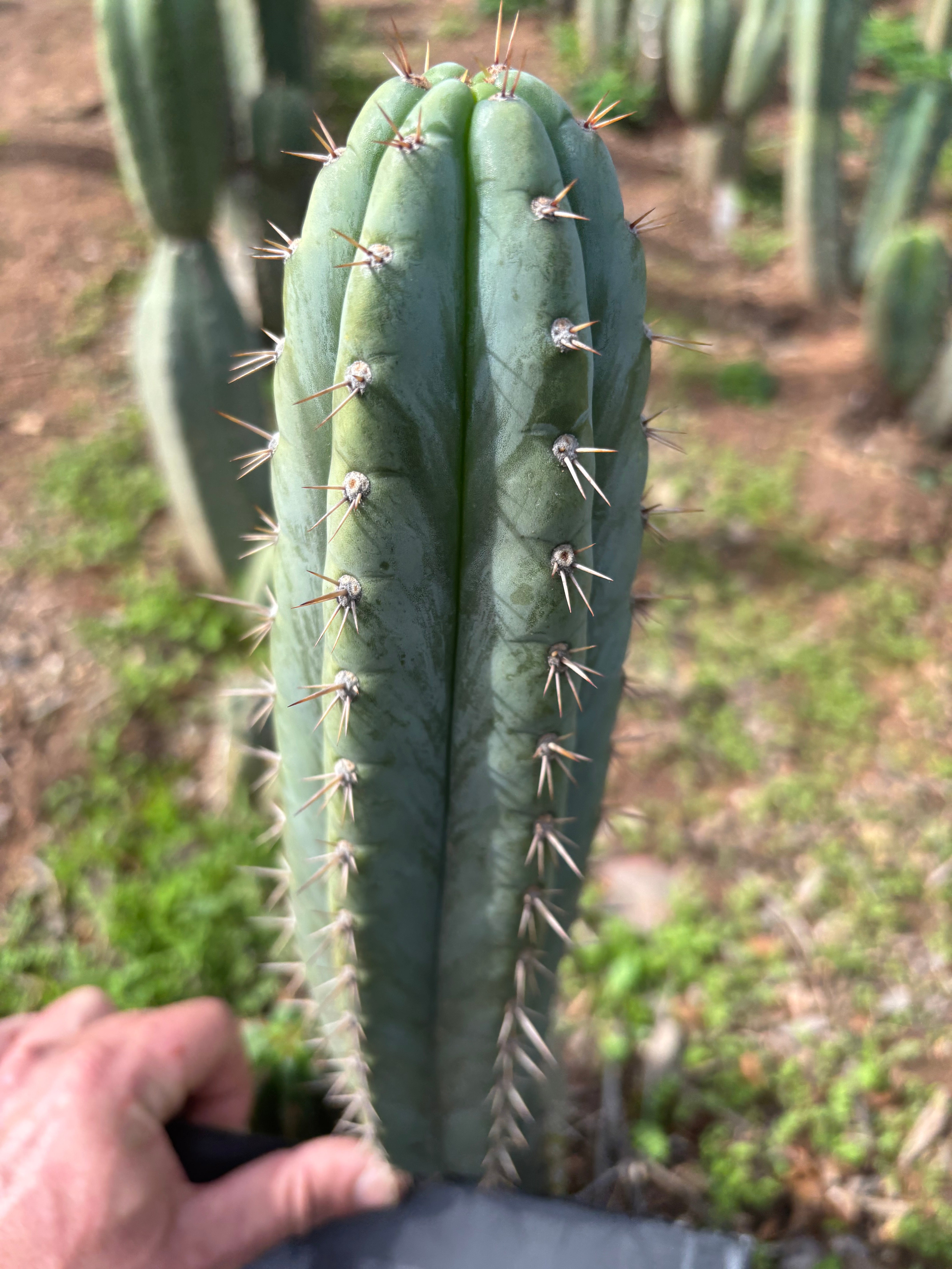 👑🌶️ Kimnach — Flawless 12” Pup