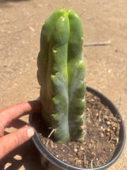 💎👑🌶️ Platform 9 3/4  — Beefy 11”Rooted Tip