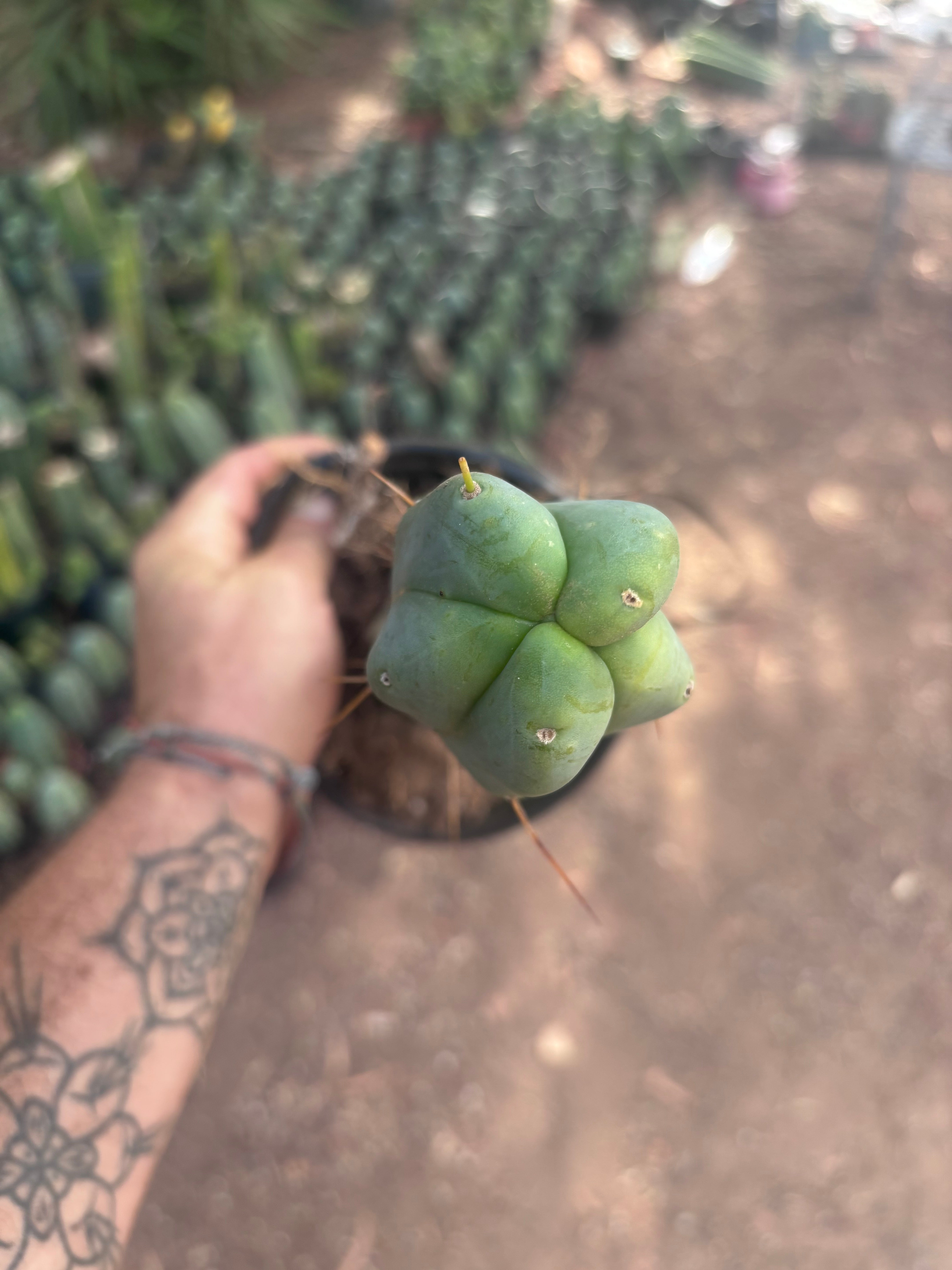 👑🌶️ Caballero — 11” Rooted