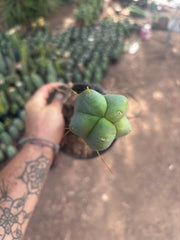 👑🌶️ Caballero — 11” Rooted